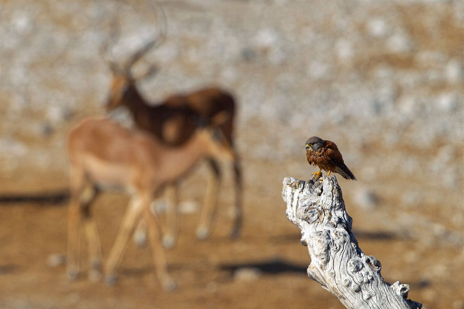 A small brown bird perches on a weathered branch with two impalas grazing softly blurred in the background.