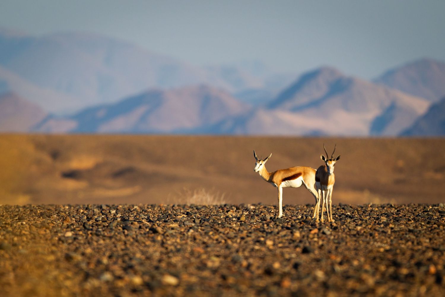 Two springbok antelopes standing on rocky gravel plains with dramatic mountain backdrop in Namibian desert landscape.