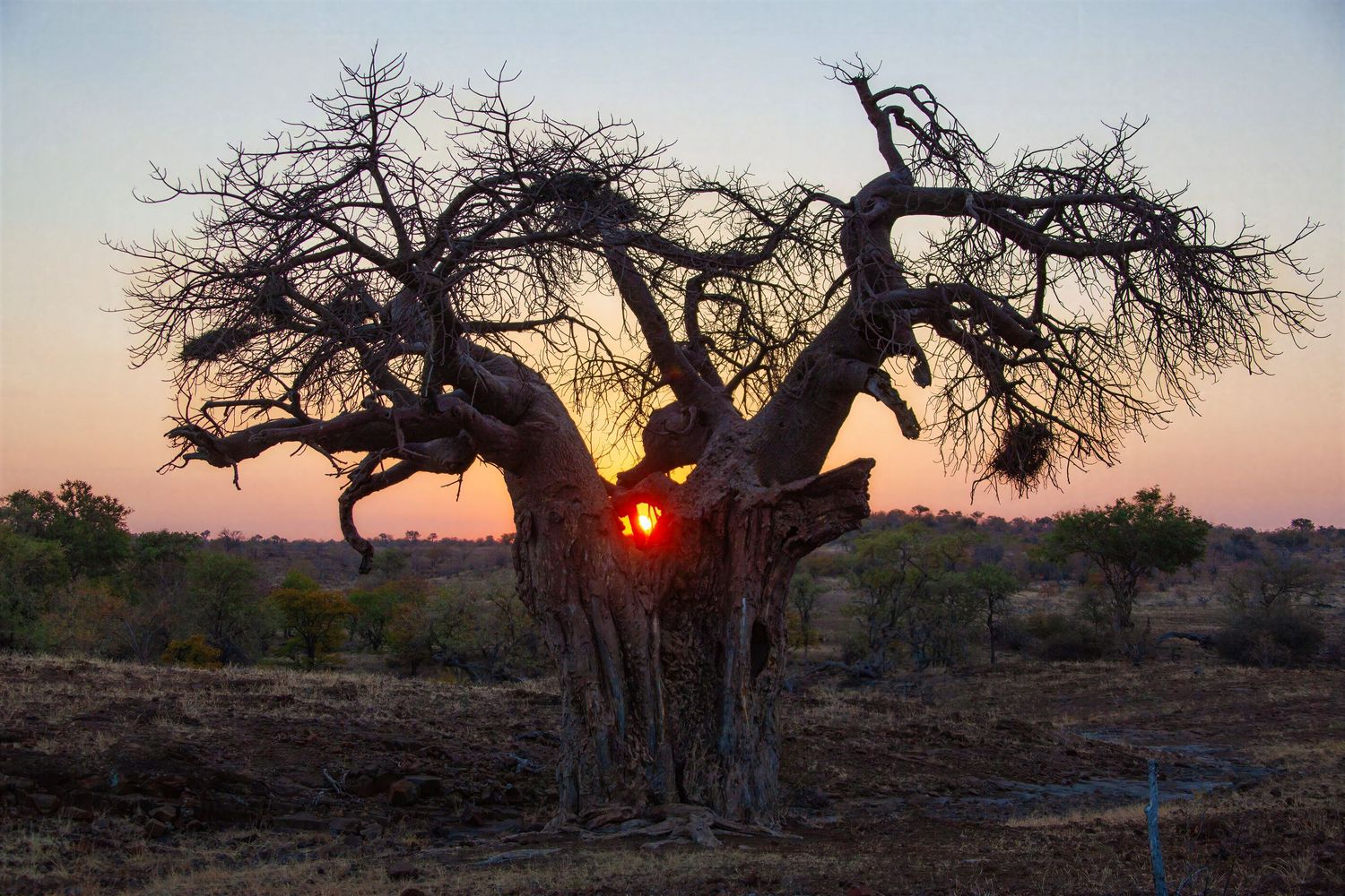 A dramatic silhouette of a large baobab tree at sunset with warm orange and purple sky tones.