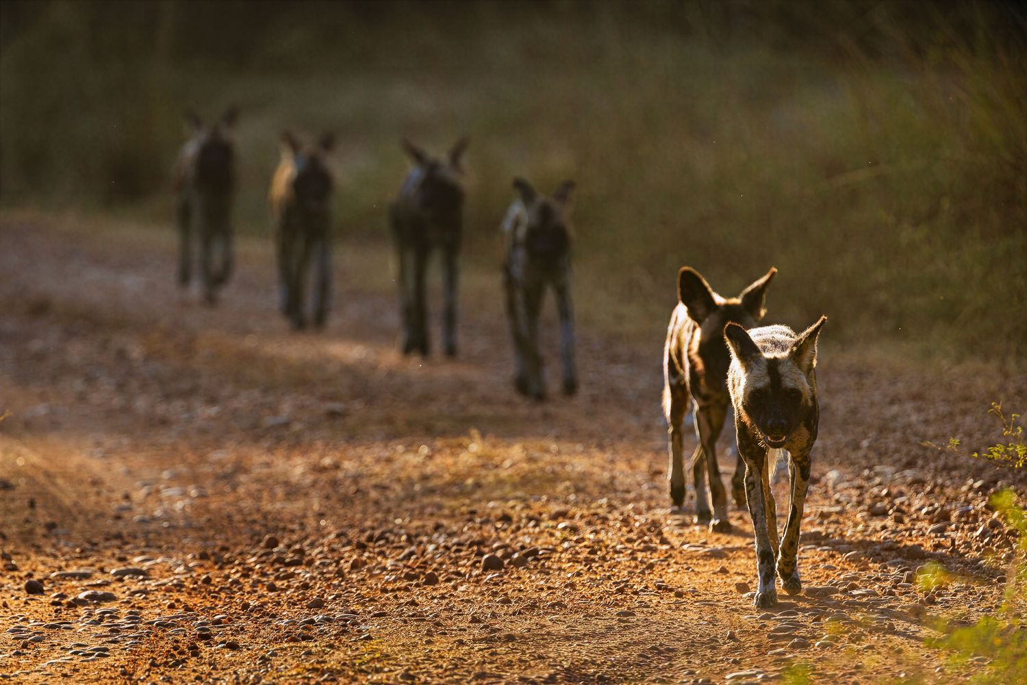 A pack of African wild dogs trots along a dusty dirt road in golden morning light.