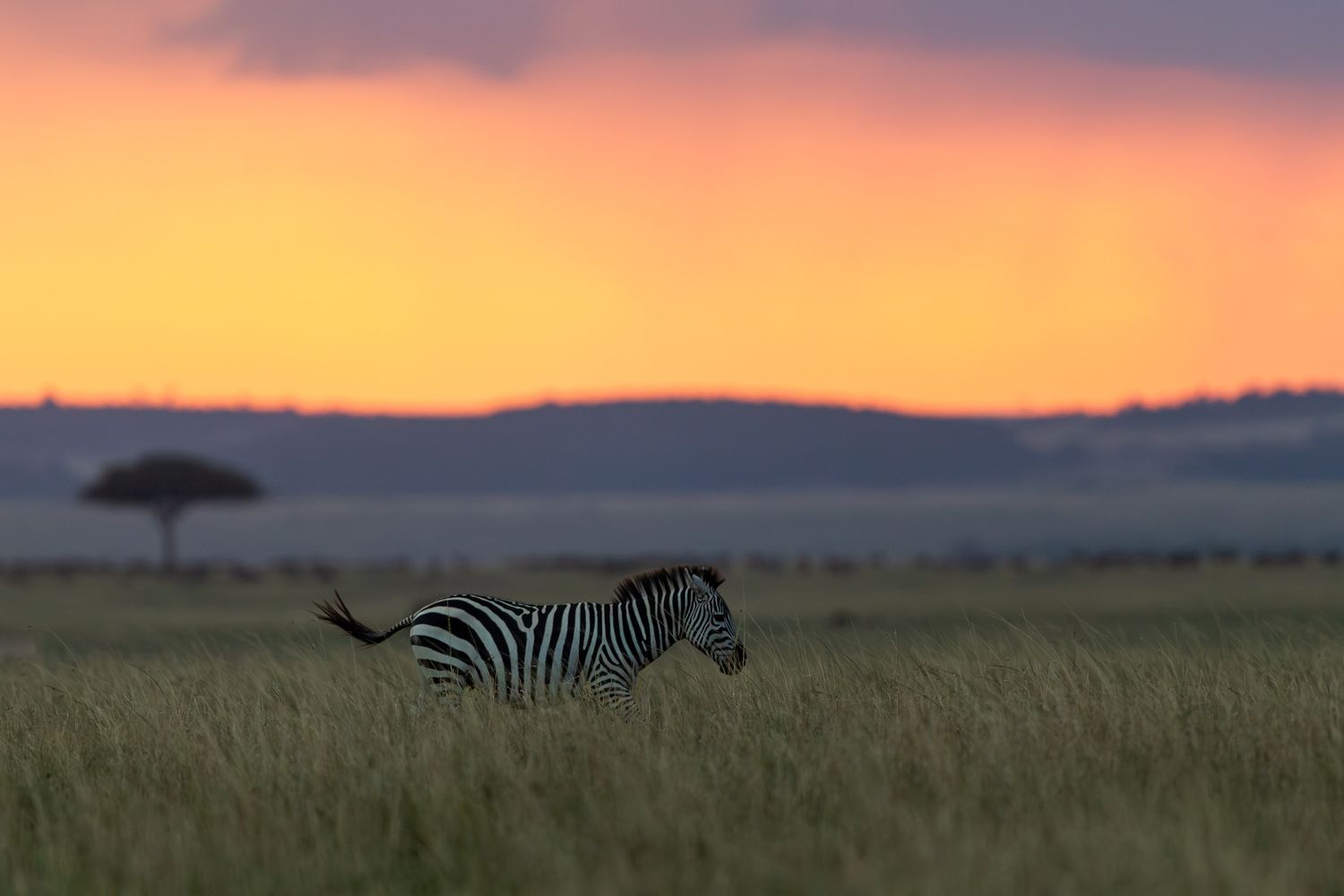 A lone zebra trots through tall savanna grass beneath a stunning orange and pink sunset sky.