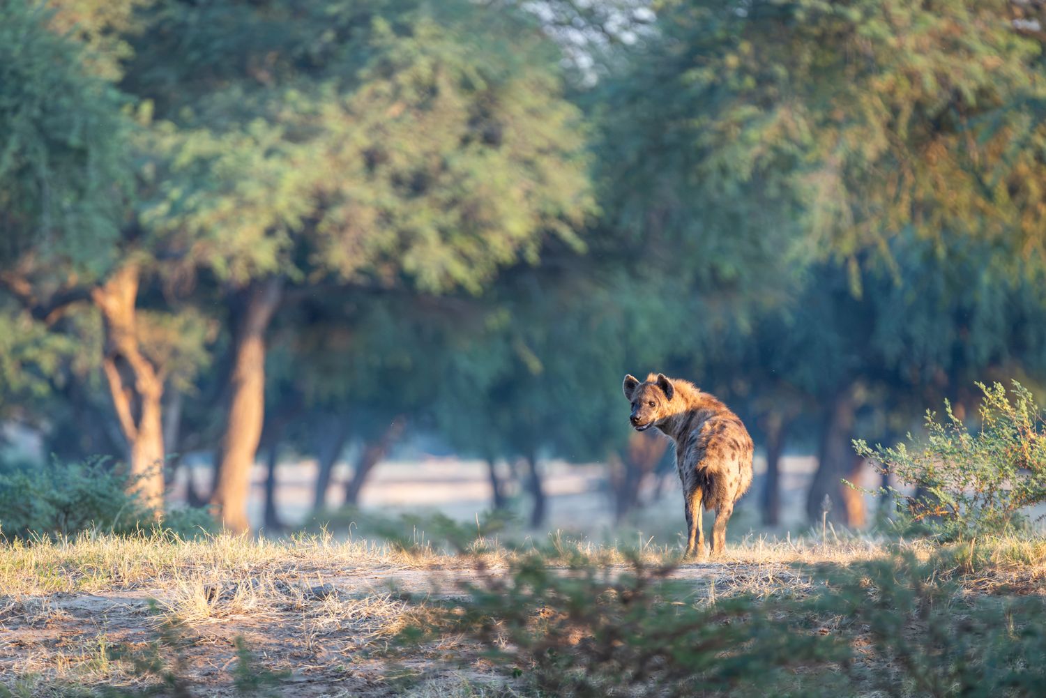 A wild African painted dog stands among acacia trees in warm golden morning light.