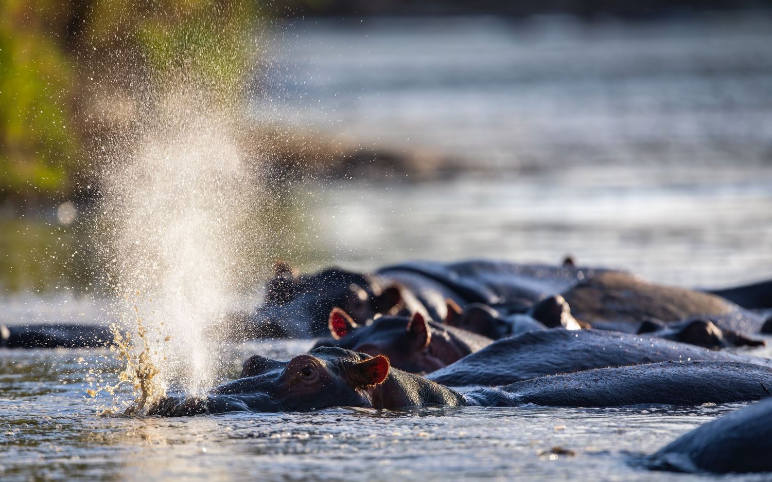 A group of hippos submerged in a river with one spraying water into the air in golden sunlight.