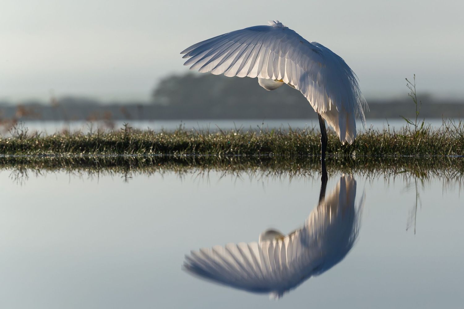 A white egret spreads its wings over still water creating a perfect mirror reflection in soft morning light.