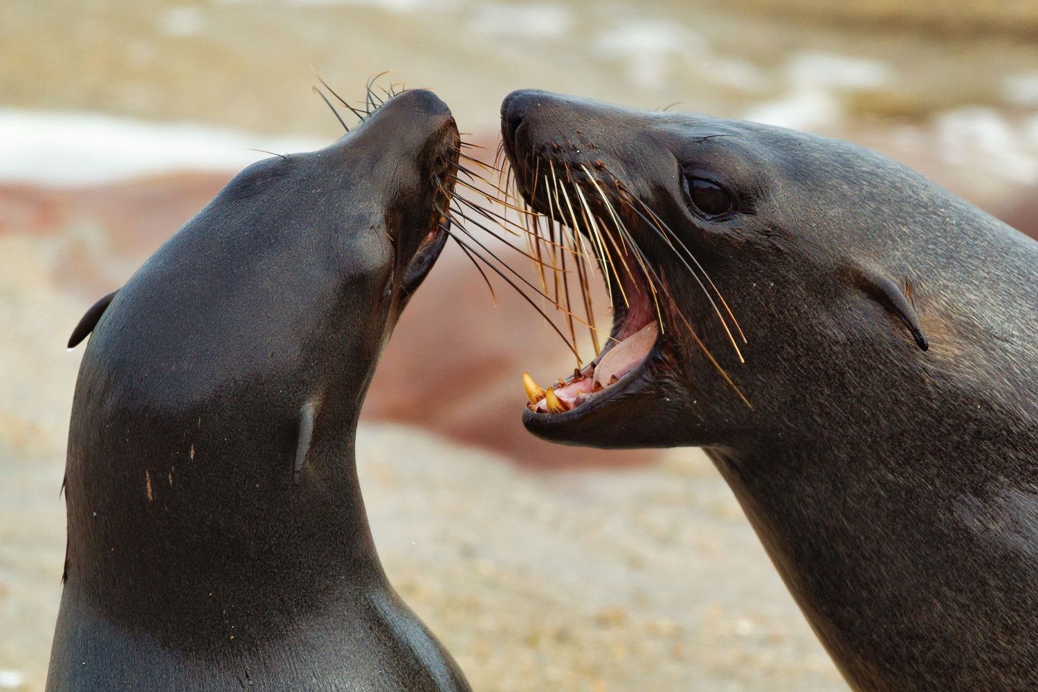 Two Cape fur seals facing each other with open mouths appearing to vocalize on a rocky shore.