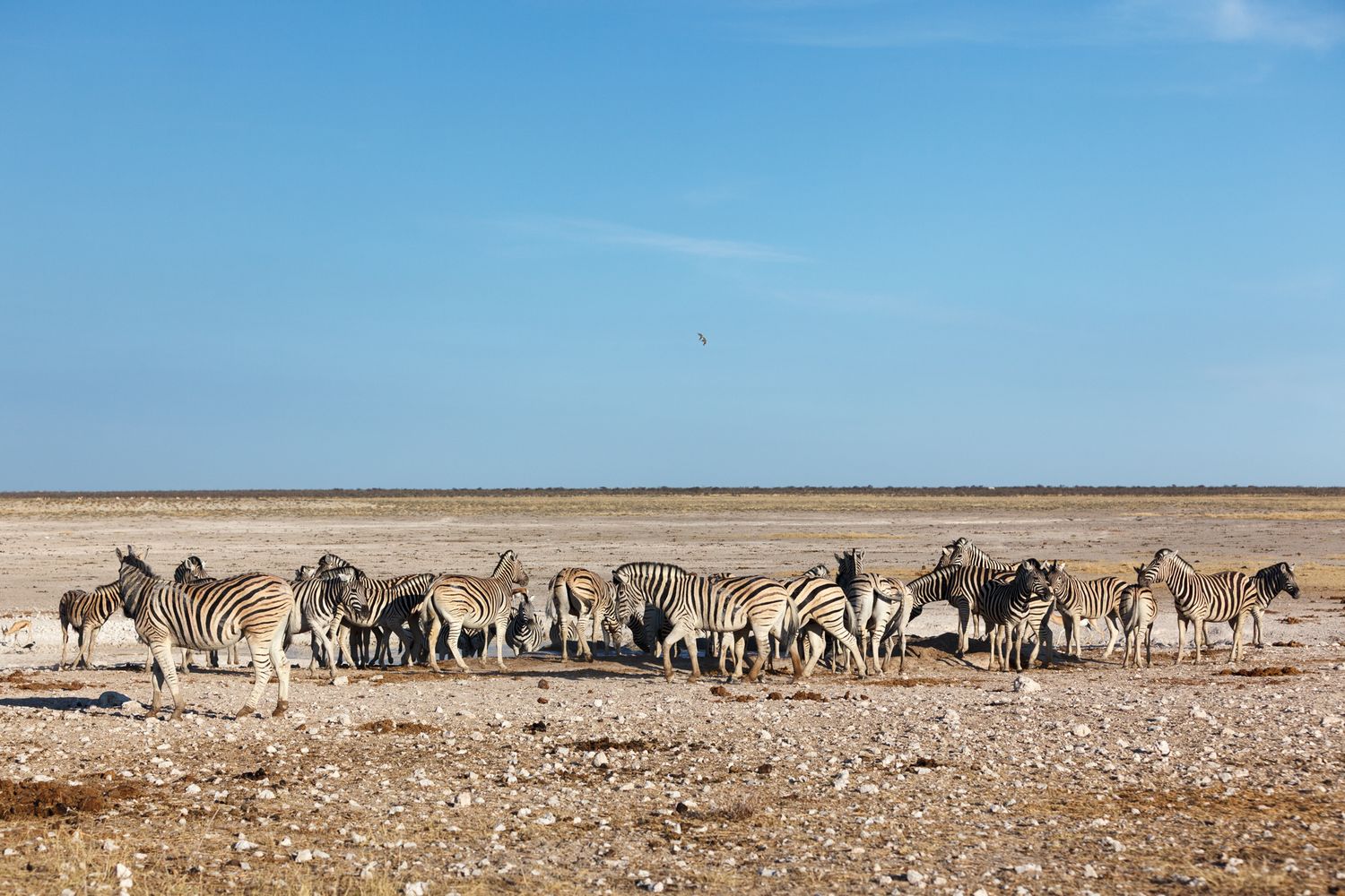 A large herd of zebras gathers at a watering hole under a clear blue sky in the African plains.
