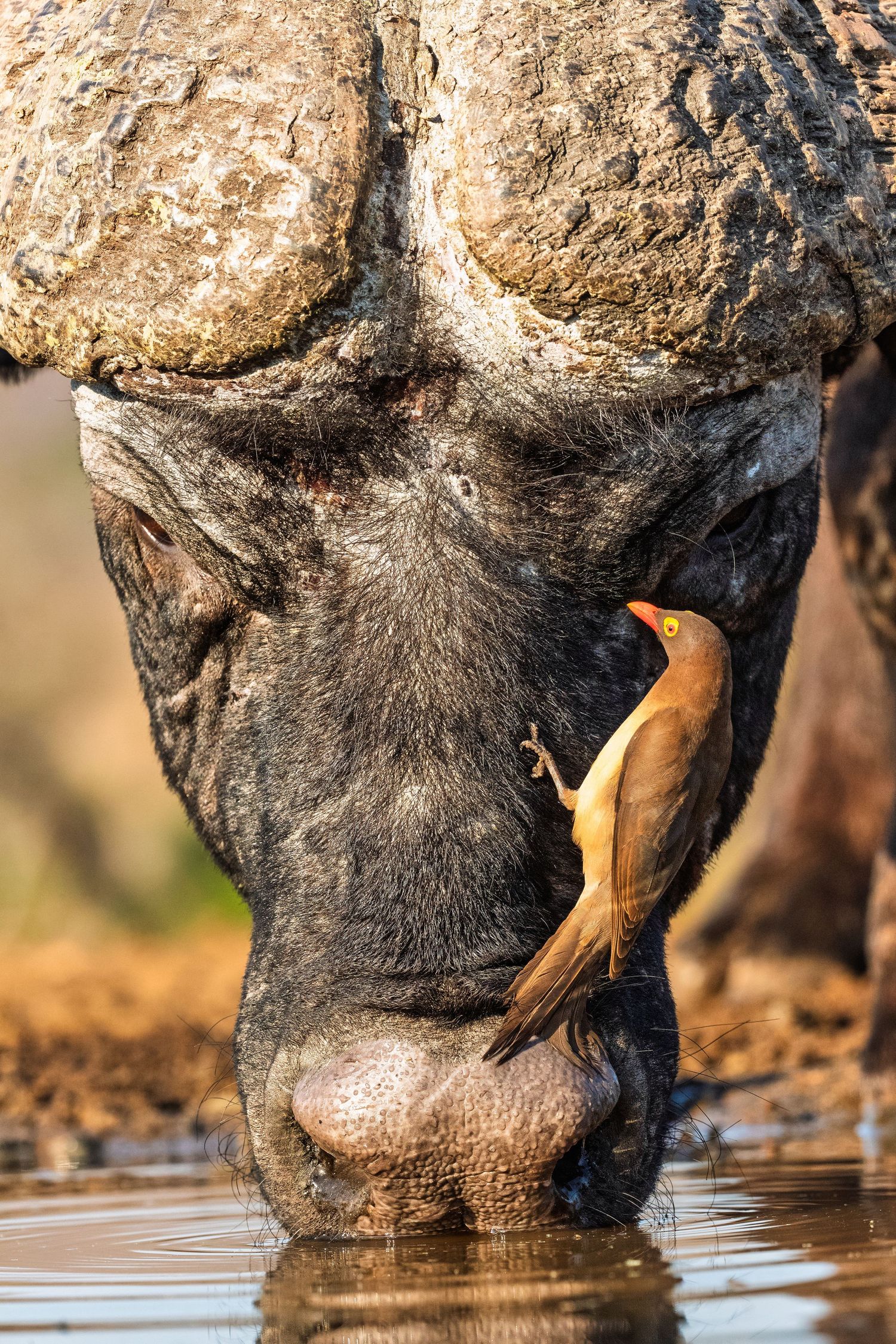 An oxpecker bird clings to the nose of a Cape buffalo drinking water at a watering hole in Africa.