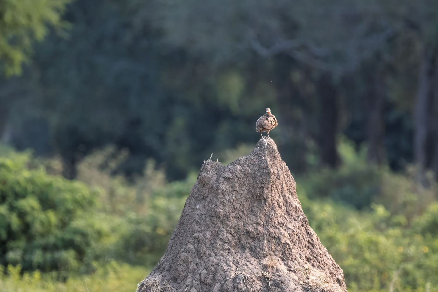 A small bird perches on top of a large rocky termite mound surrounded by green trees.