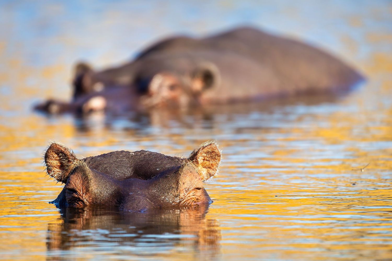 Hippo submerged in golden-hued water with only its ears and eyes visible above the surface.