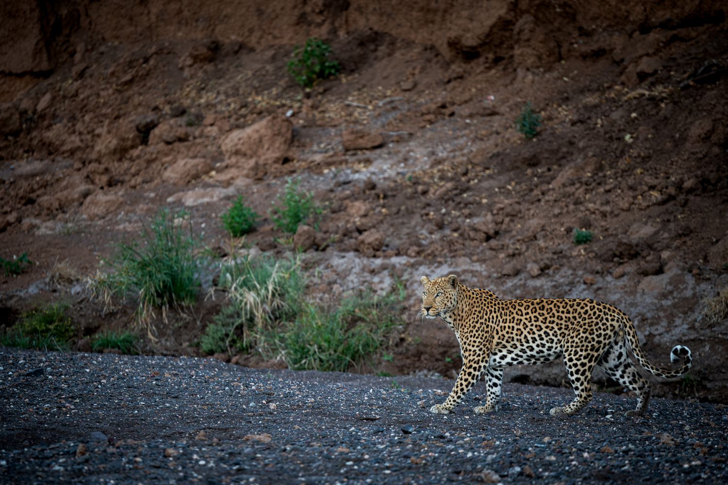 A leopard walks along a rocky gravel path with a rugged brown cliff face in the background.