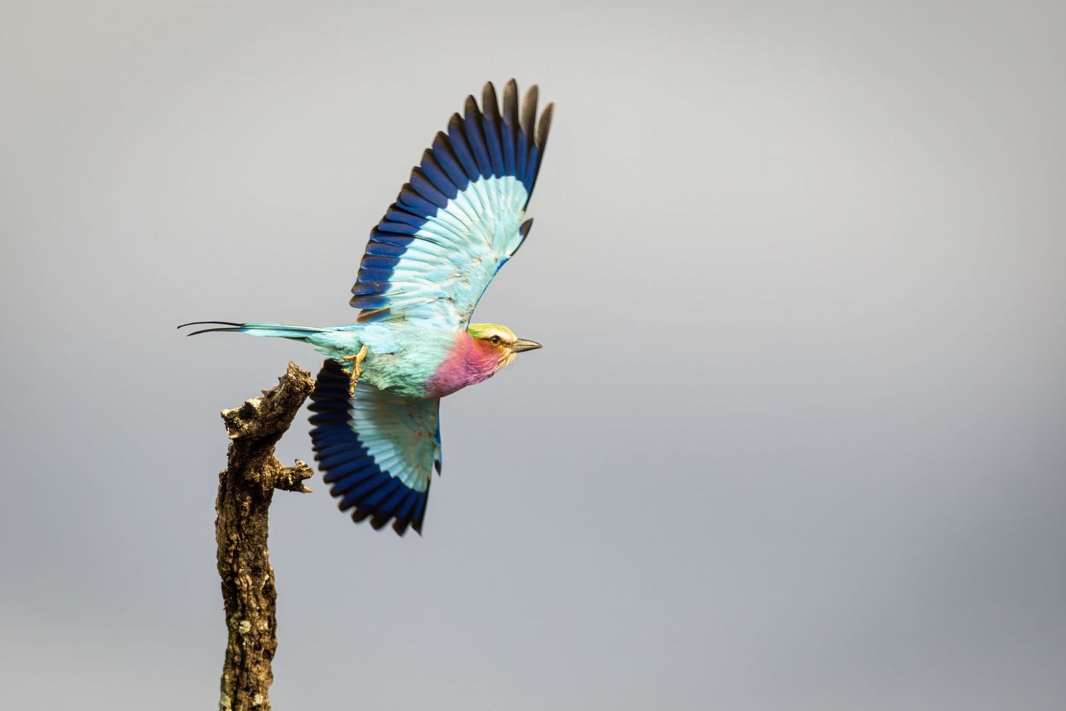 Colorful lilac-breasted roller bird taking flight from a branch against a gray sky.