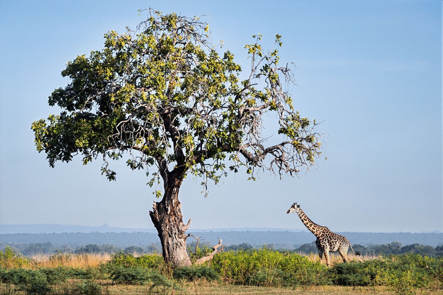 Tall giraffe standing beside a large acacia tree on the African savanna under blue sky.