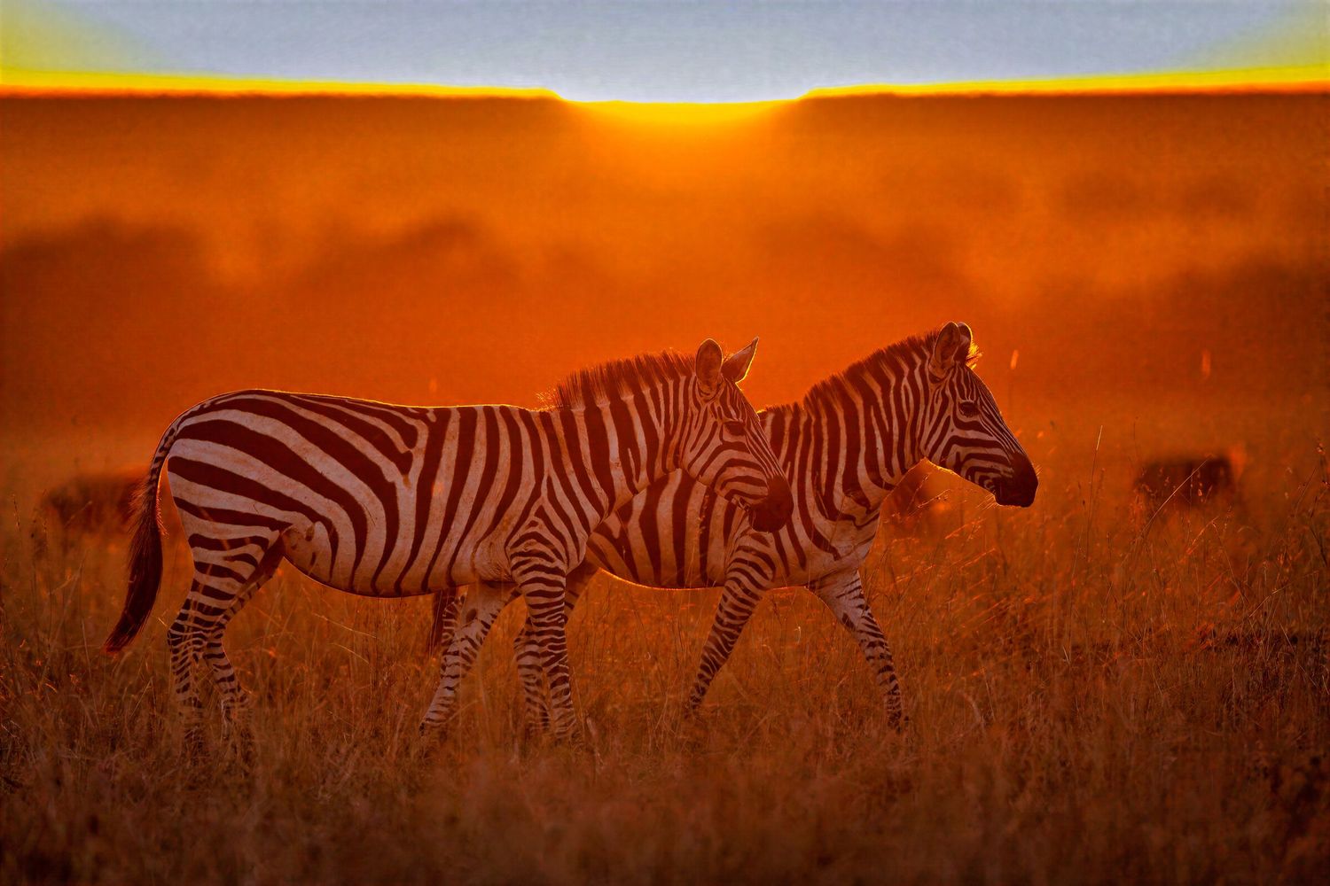 Two zebras walk through tall golden grass silhouetted against a vivid orange African sunset.