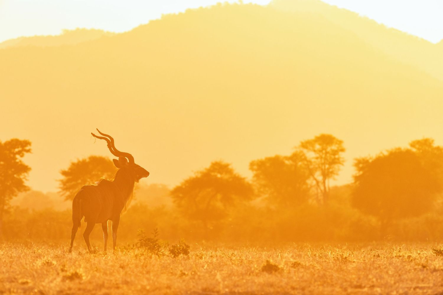 A kudu antelope silhouette stands in golden haze with mountain and acacia trees in the background.