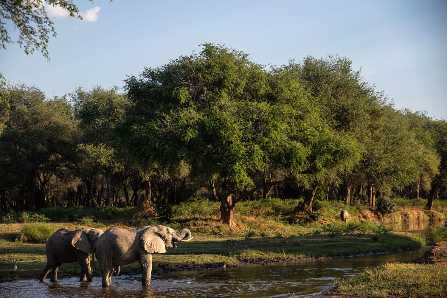 Two elephants wade through a river surrounded by dense green trees in a lush African wilderness setting.