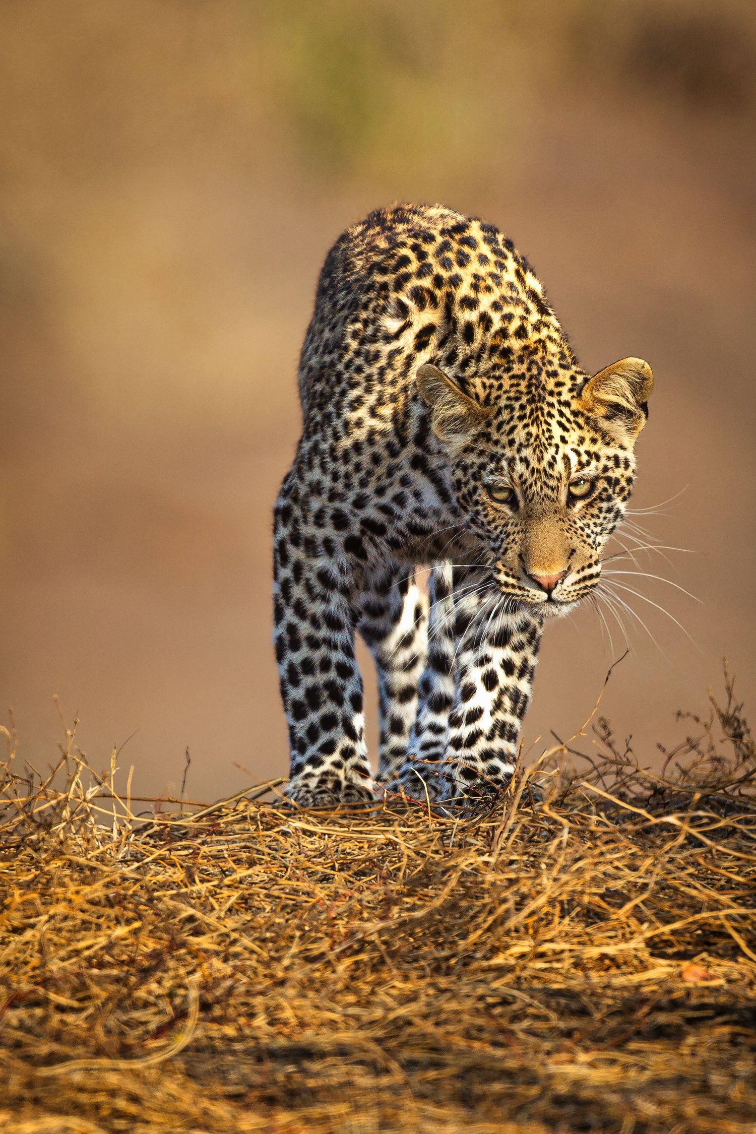 A leopard crouches low stalking prey across dry golden savanna grass in African wildlife photography.
