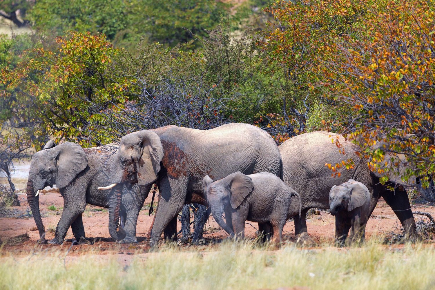A herd of African elephants including calves walking through colorful autumn bush vegetation.