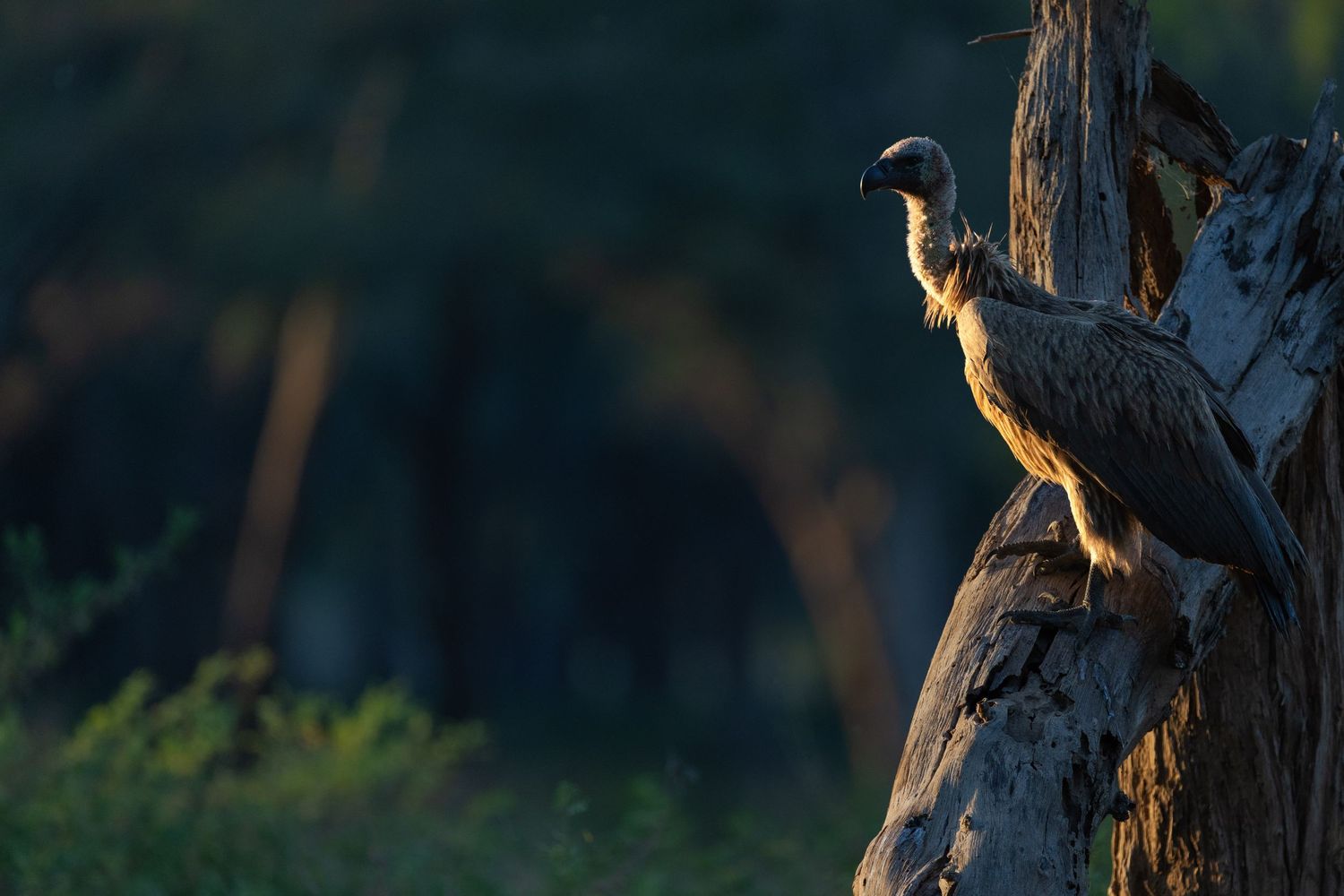 A large vulture perches on a weathered dead tree stump bathed in warm golden light in Africa.