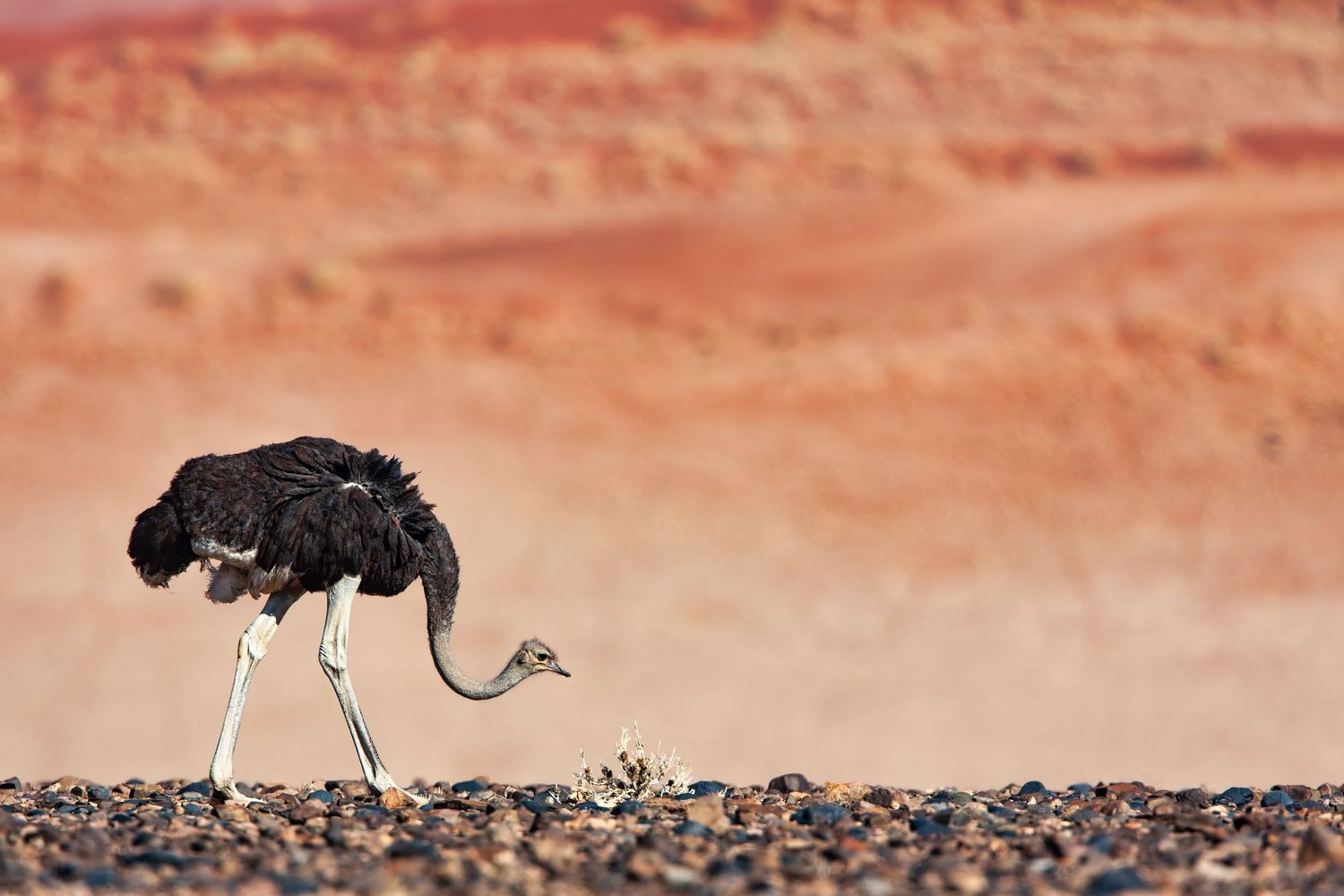 Adult ostrich walking with a small chick in a red desert landscape.