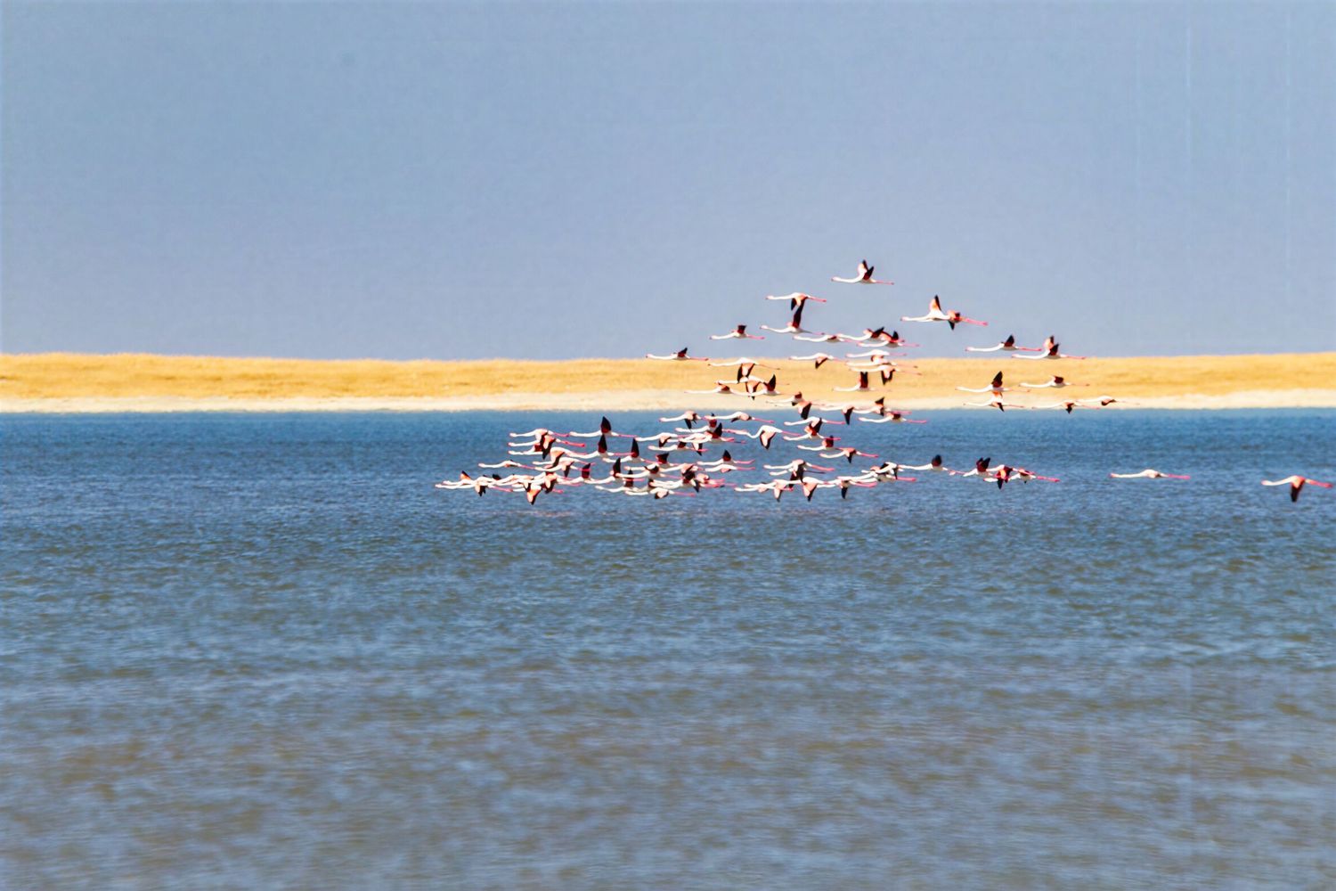 Flock of pink flamingos flying low over a vast blue lagoon with sandy shoreline in Africa.