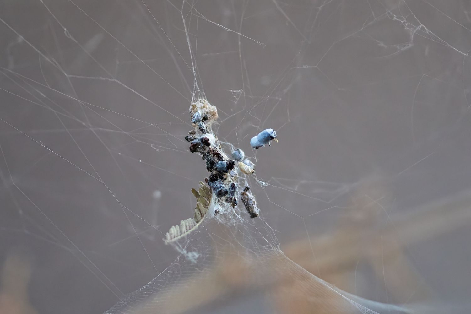 A small spider camouflaged in its intricate web against a soft gray blurred background.
