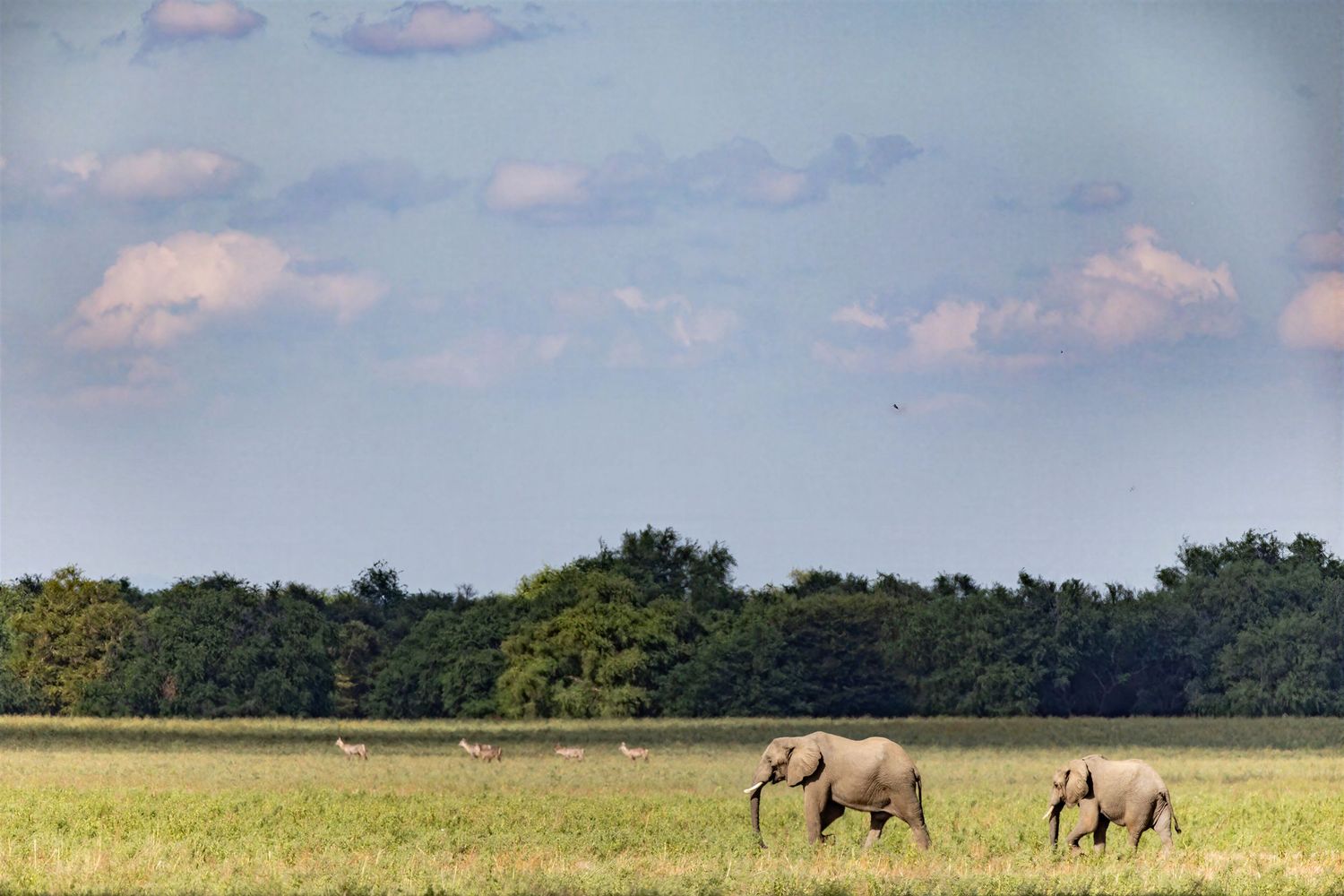 Two African elephants, an adult and calf, walk across a vast open grassland under a dramatic cloudy sky.