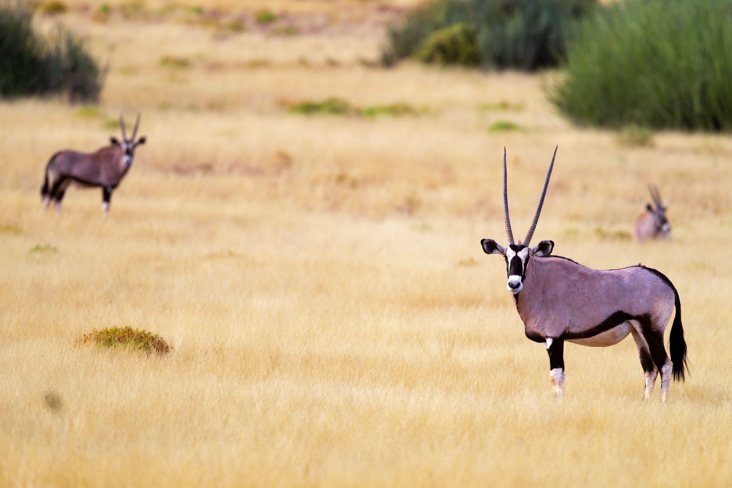An oryx antelope with long straight horns stands alert in dry golden grasslands in Africa.