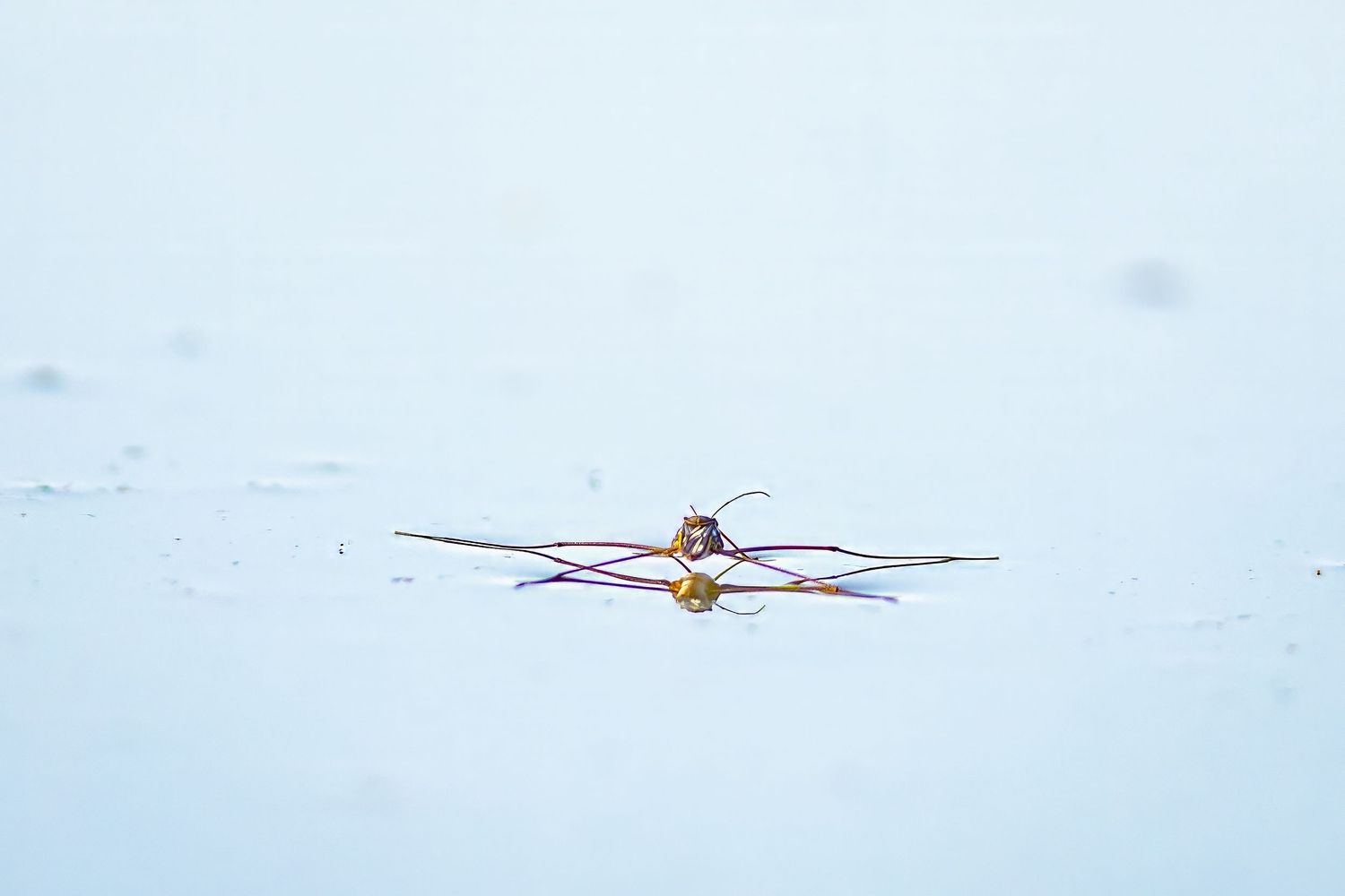 A water strider insect resting on a calm reflective water surface with its shadow visible below.
