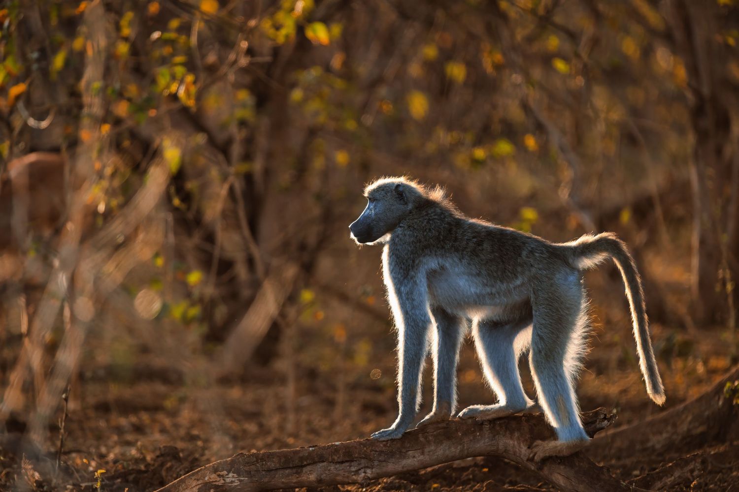 Young baboon standing alert on a log in dappled sunlight amid autumn-toned African woodland forest.