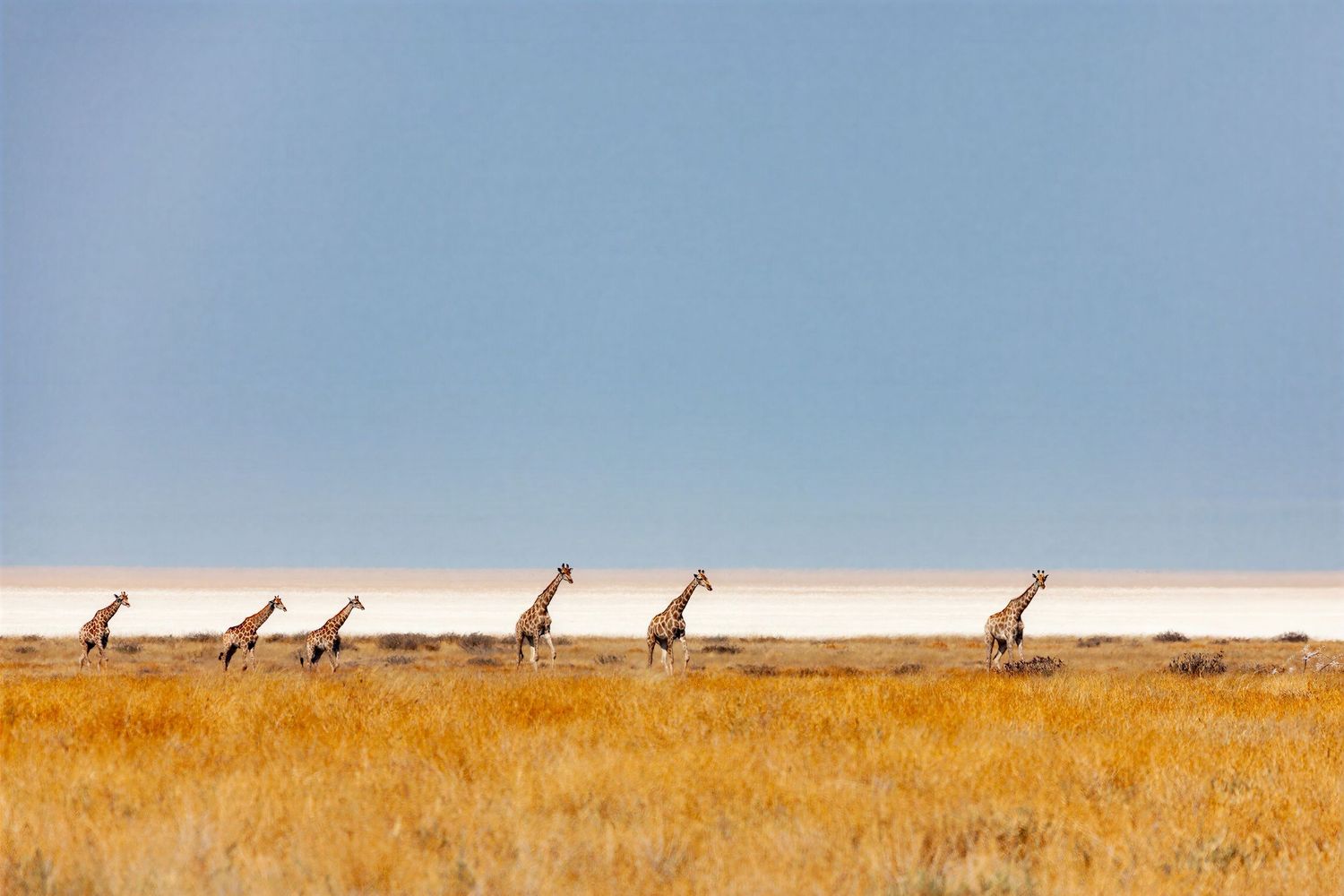 Six giraffes trek single file through golden grassland with a white salt pan and pale blue sky behind.