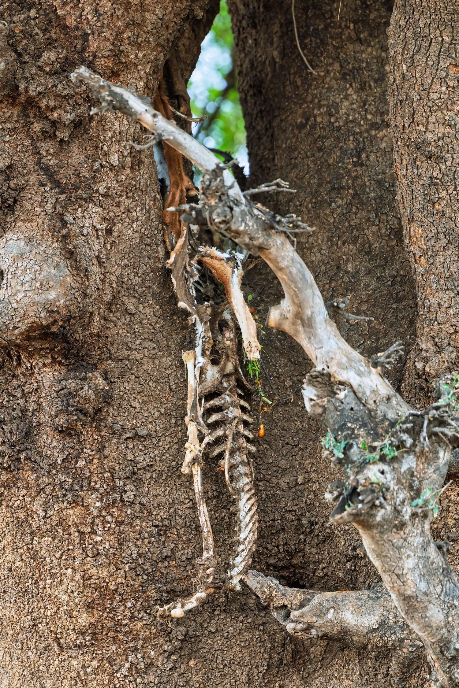 A small animal skeleton wedged between tree branches in an African woodland setting.