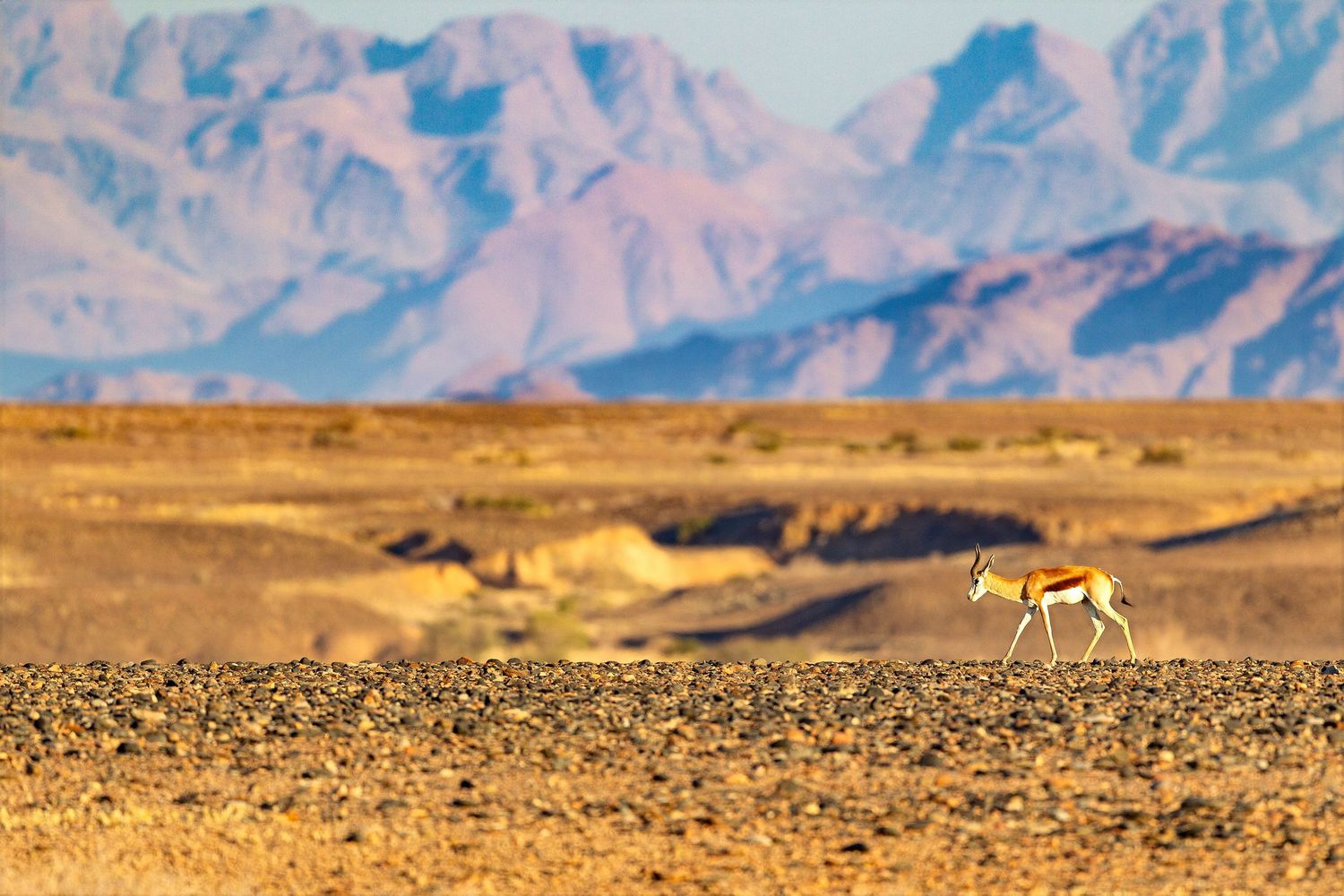 A springbok antelope walks across a rocky desert plain with colorful purple mountains in the background in Namibia.