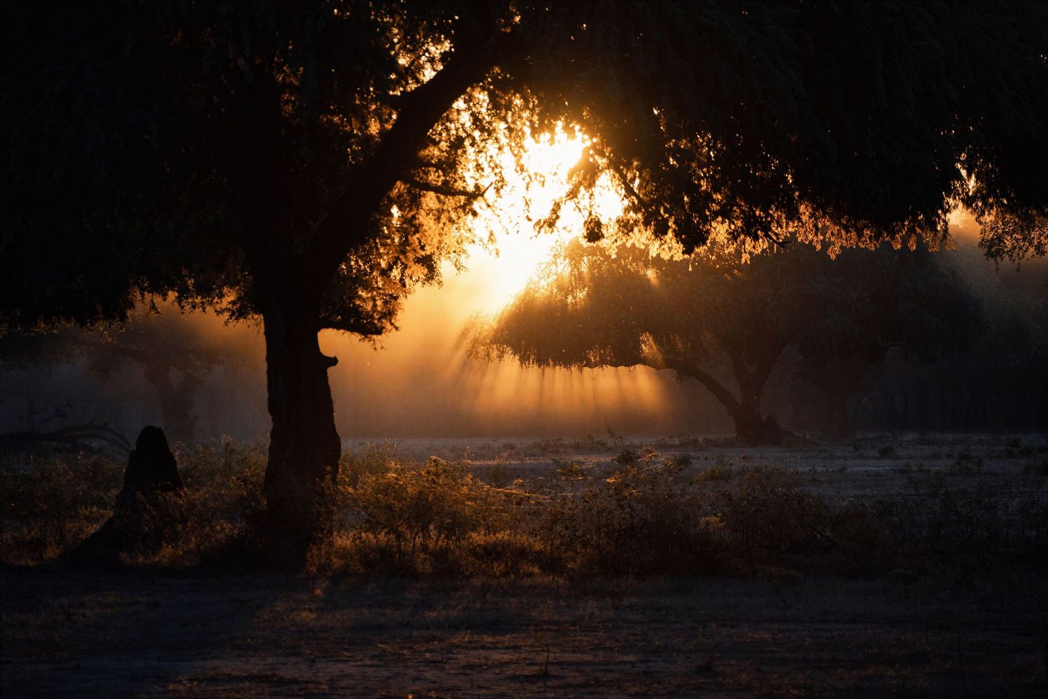 Dramatic golden sunrise rays pierce through silhouetted trees creating misty light beams in African woodland.