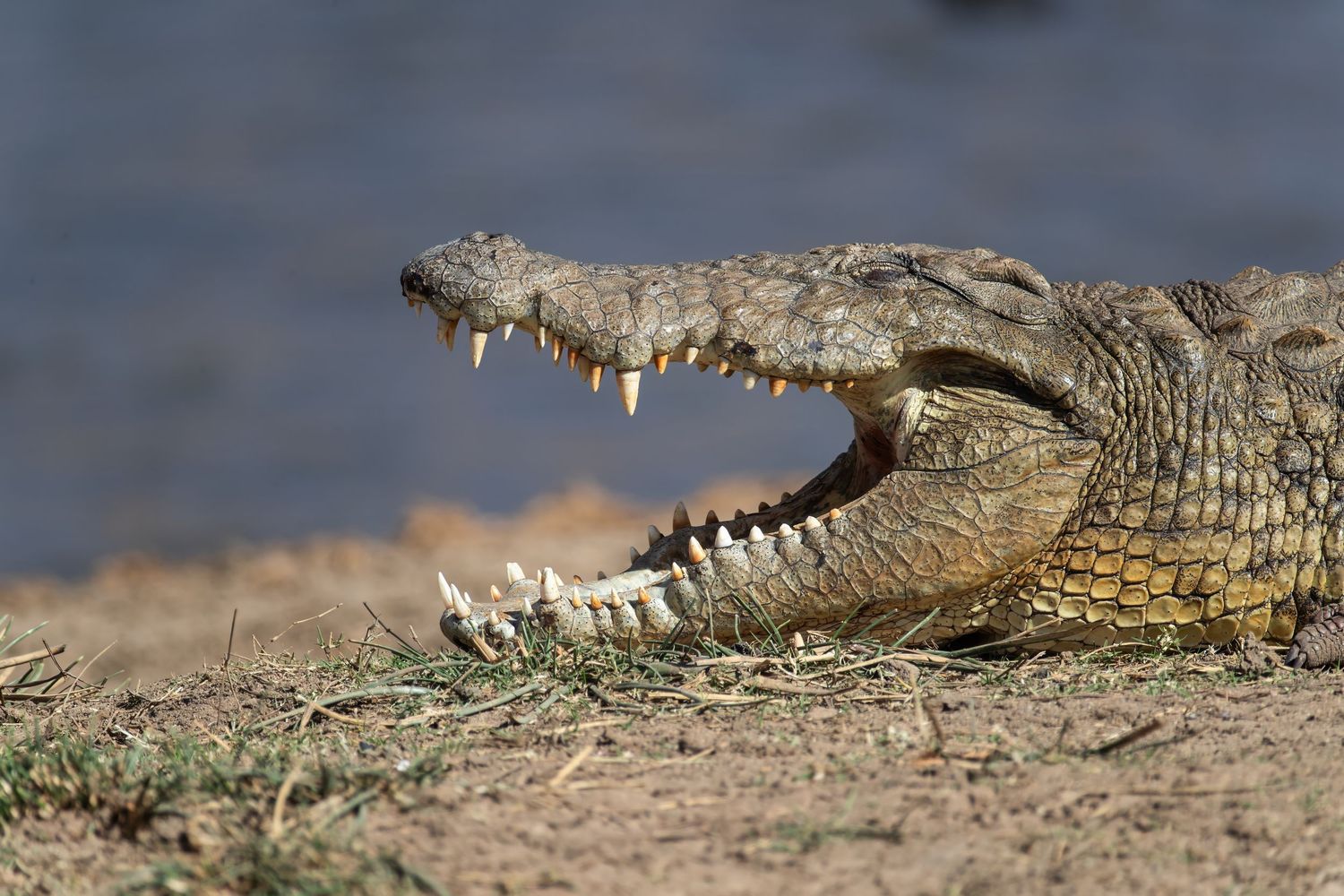 A Nile crocodile with open jaws displaying sharp teeth resting on dry ground near water.