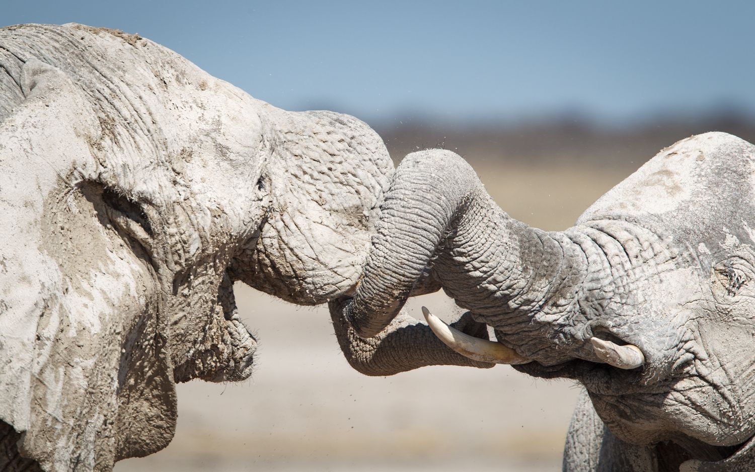 Two African elephants touching and intertwining their trunks.