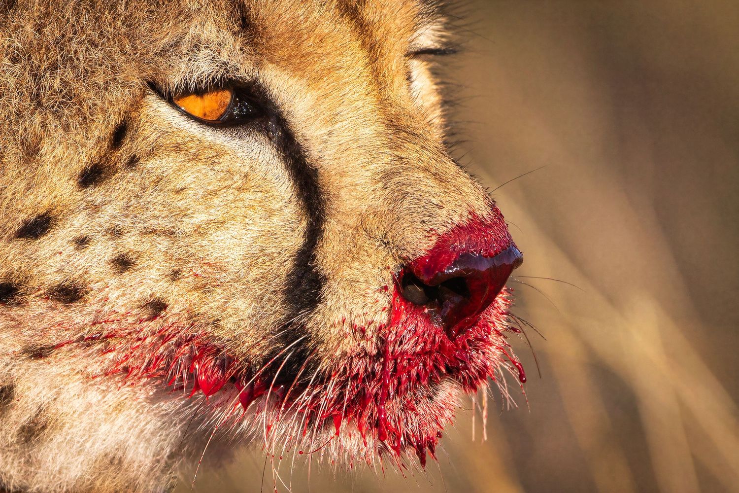 Close-up of a cheetah with blood-stained mouth after a successful hunt in the African savanna.