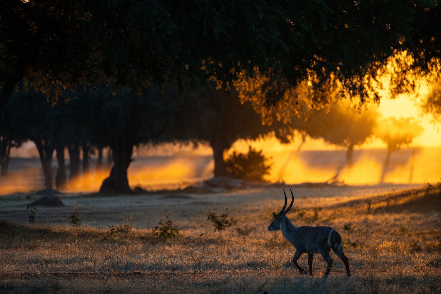A lone antelope silhouetted against a dramatic golden sunset filtering through ancient trees in African woodland.