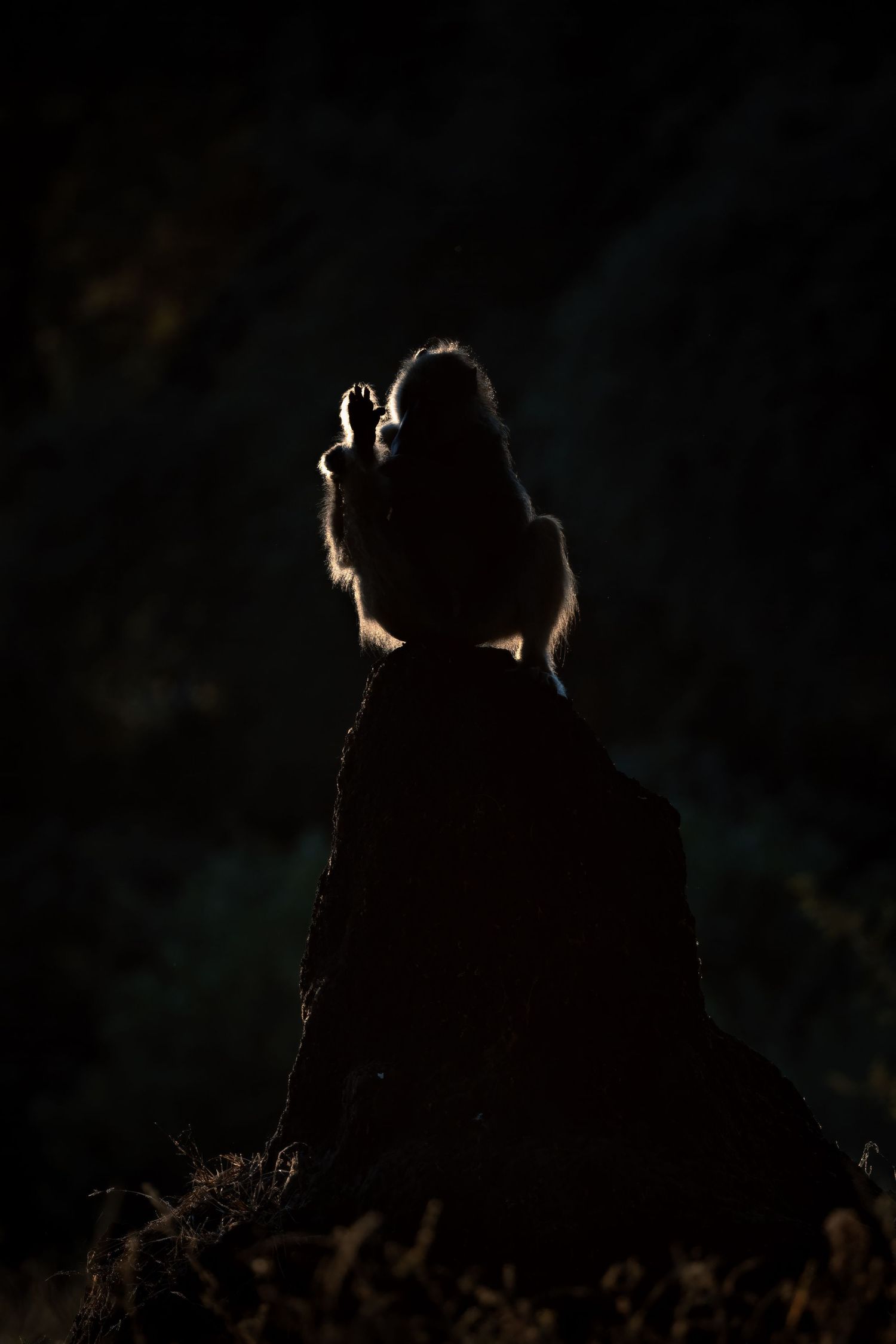 A baboon silhouetted against a dark background, with light outlining its head and shoulders.