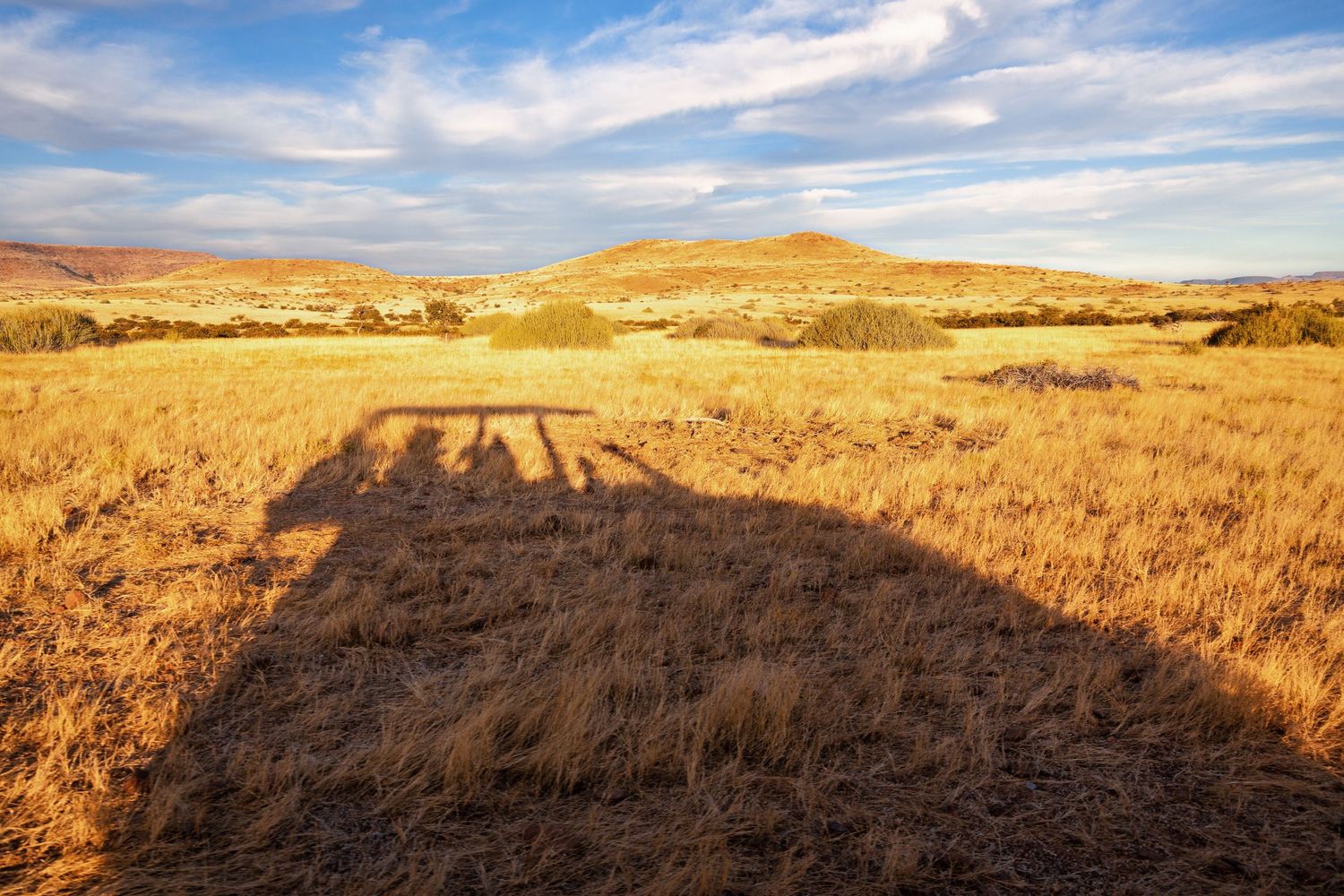 Long shadows cast across golden dry grasslands with a hill and cloudy sky in the background.