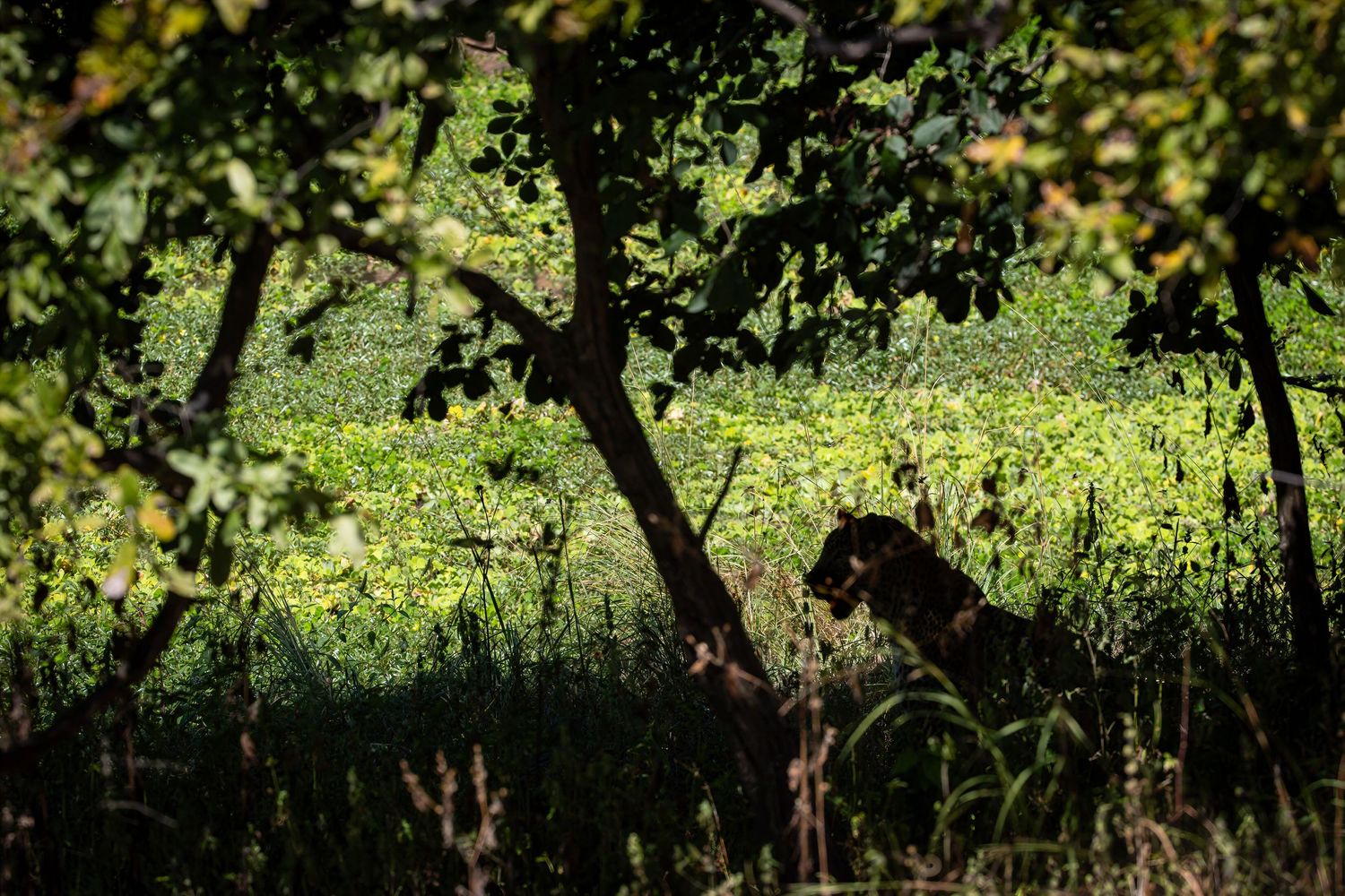 Leopard partially hidden in dense green jungle foliage beneath shaded forest trees.