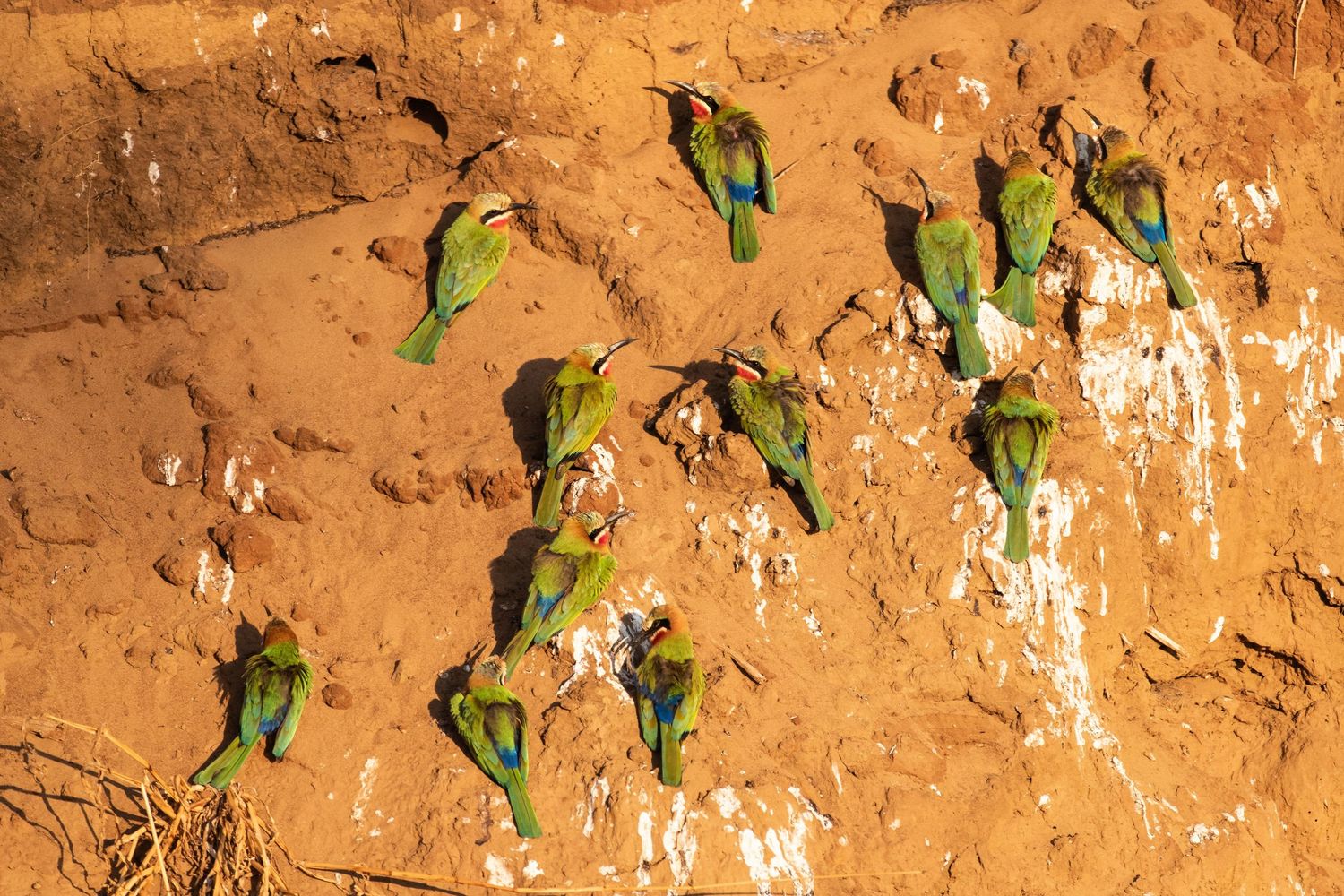A flock of green bee-eater birds cling to an orange sandy cliff face in natural habitat.