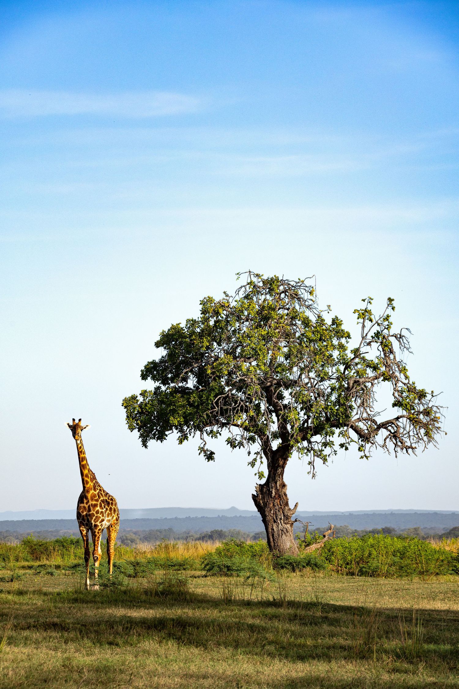 A tall giraffe stands beside a solitary acacia tree on open African savanna under a bright blue sky.