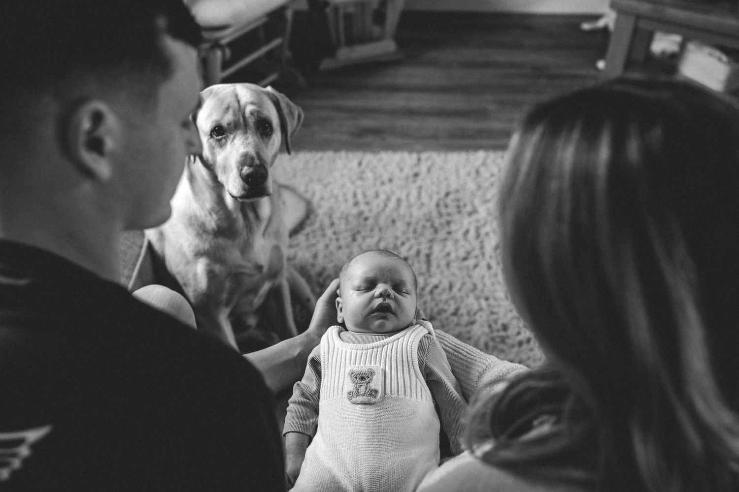 A yellow Labrador watches closely from a rug as two parents hold a sleepy newborn baby in a white outfit in a cozy living room.