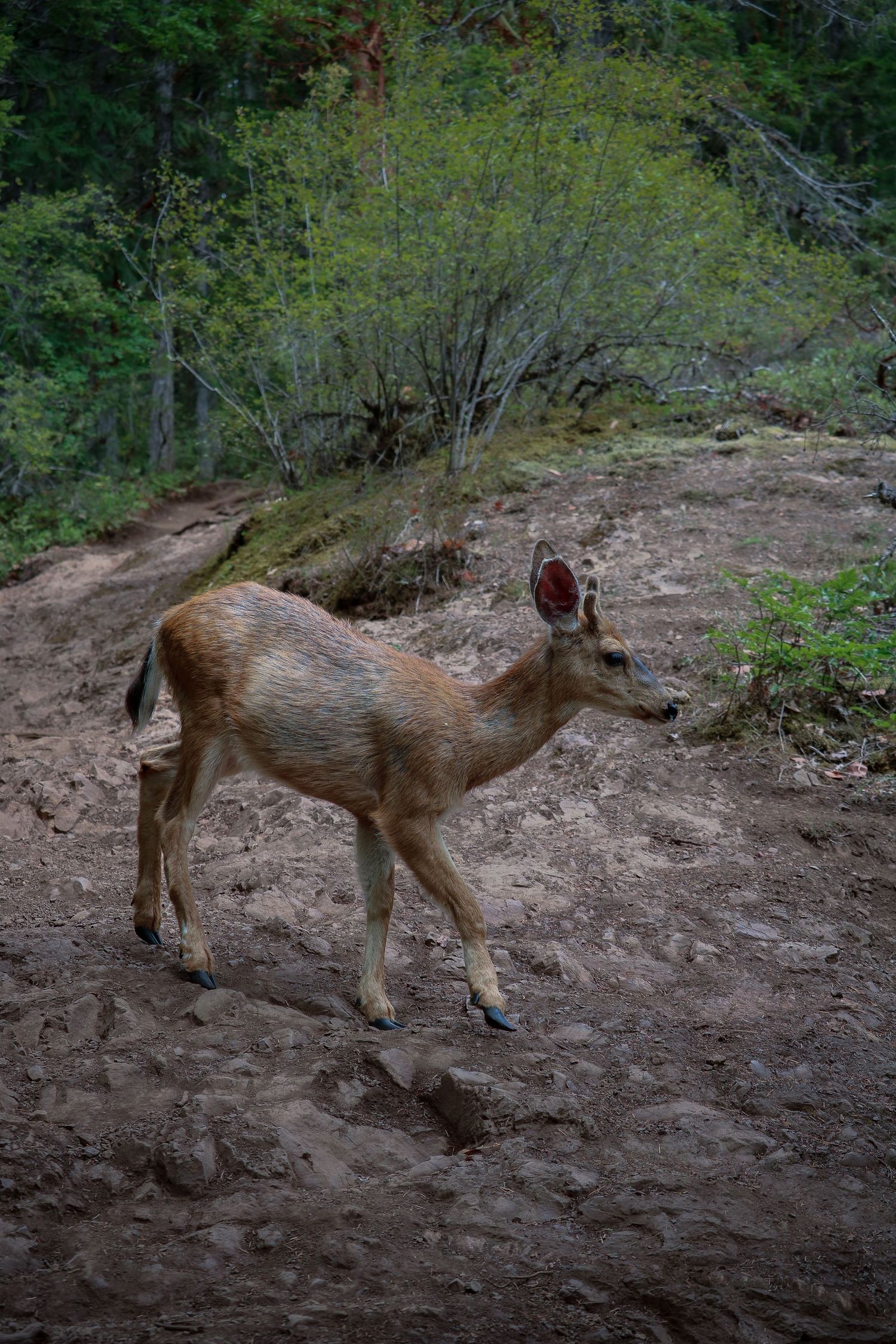 Black tailed deer 2