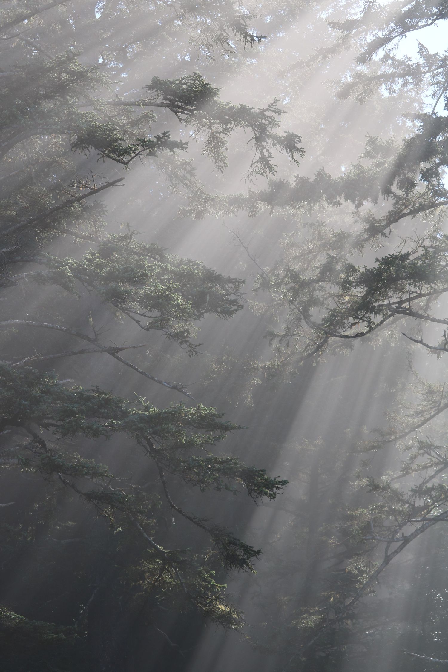 Morning rays 1