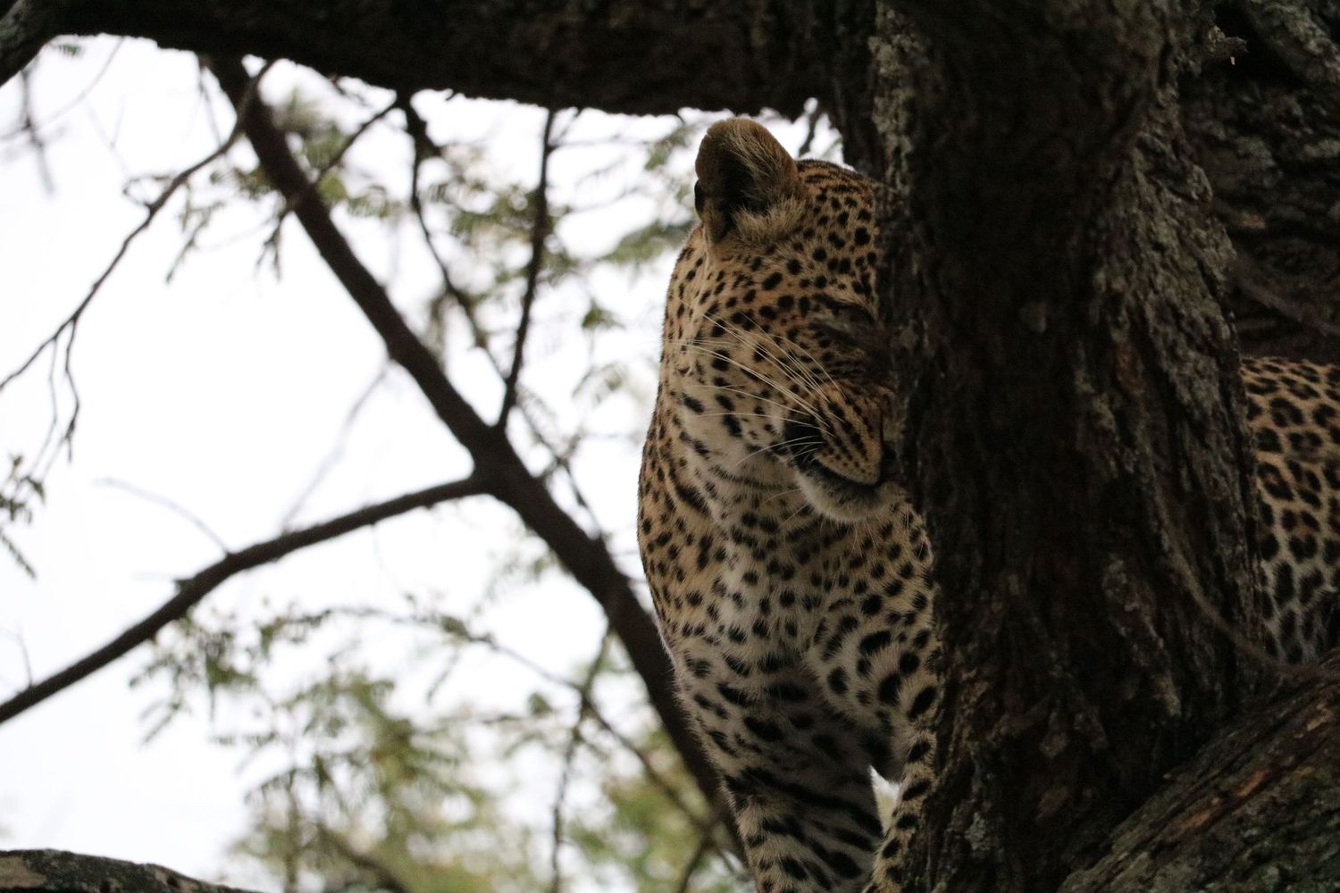 Queen of the jungle 1