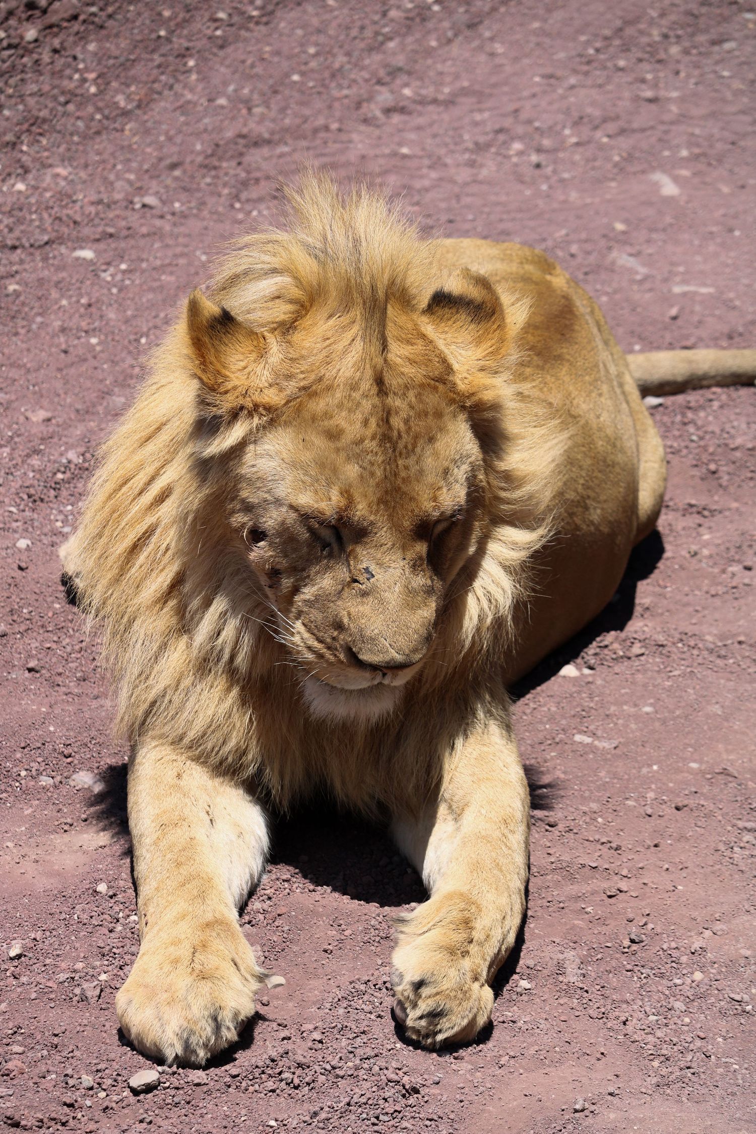 Restful lion