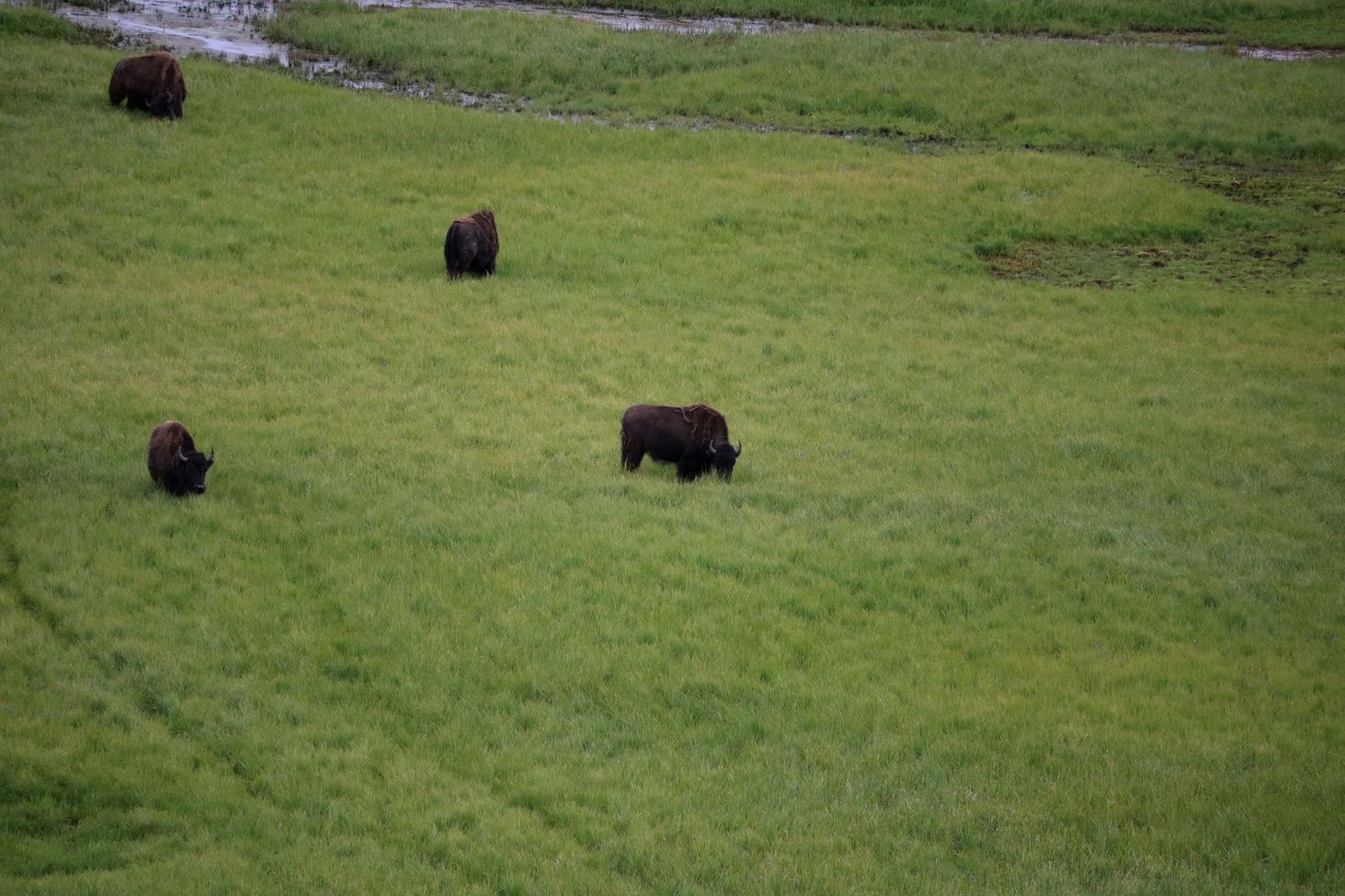Bison of Yellowstone