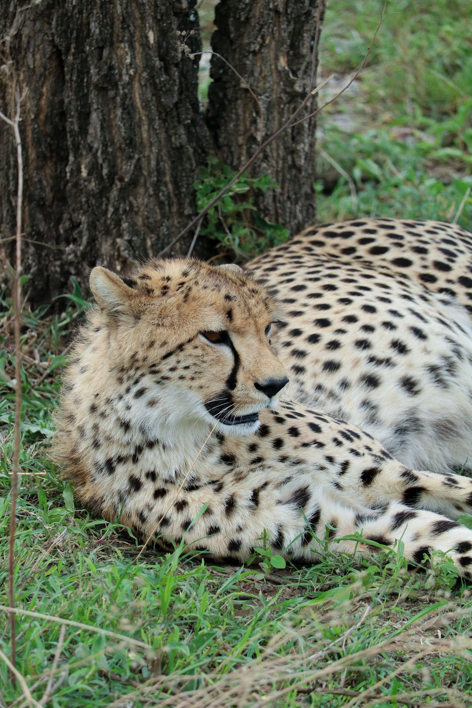 Cheetah of the Serengeti 1