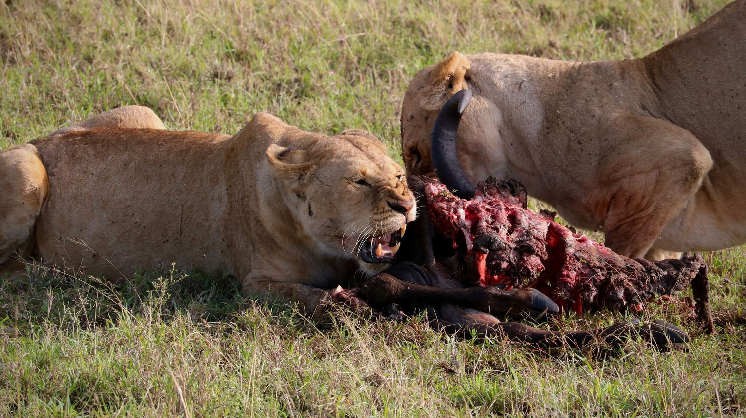 Feast